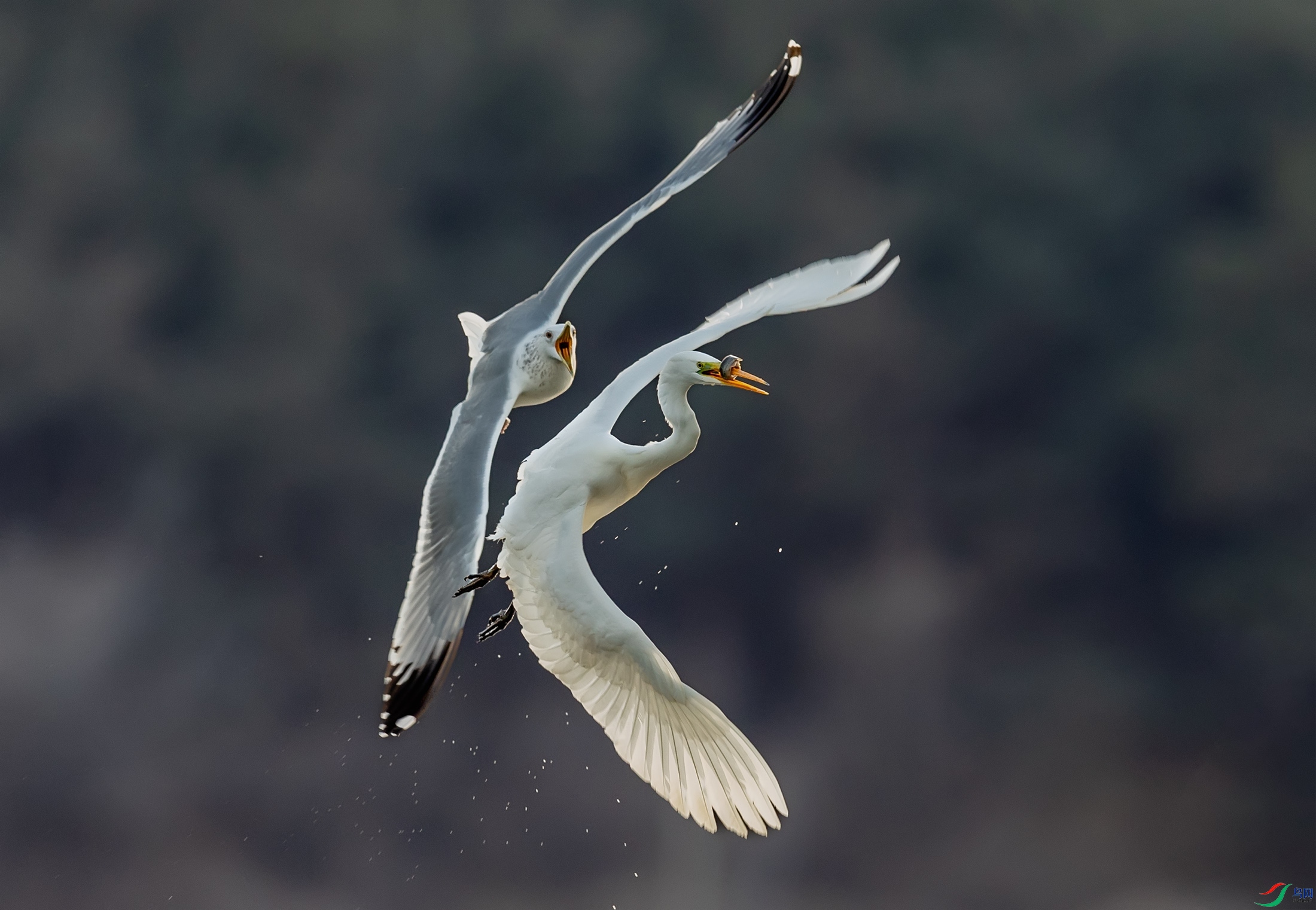 ��Ÿ�����