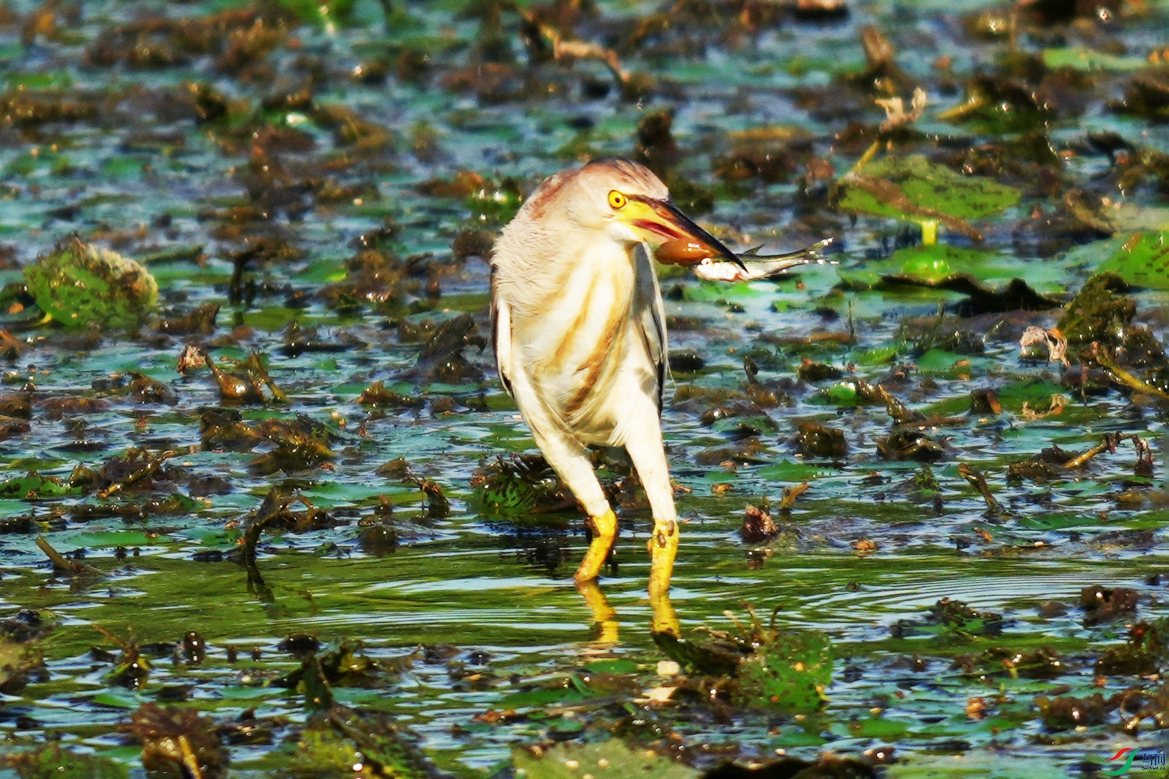 102DSC01621 ����2.jpg