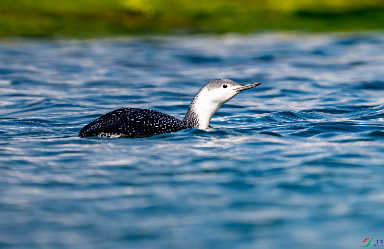 _DSC8254-11.jpg