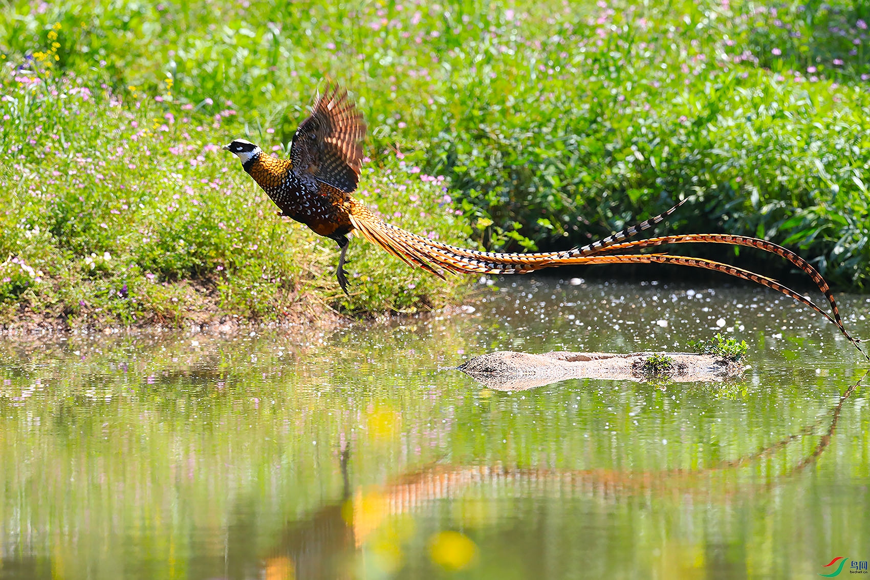 ���ɷ���