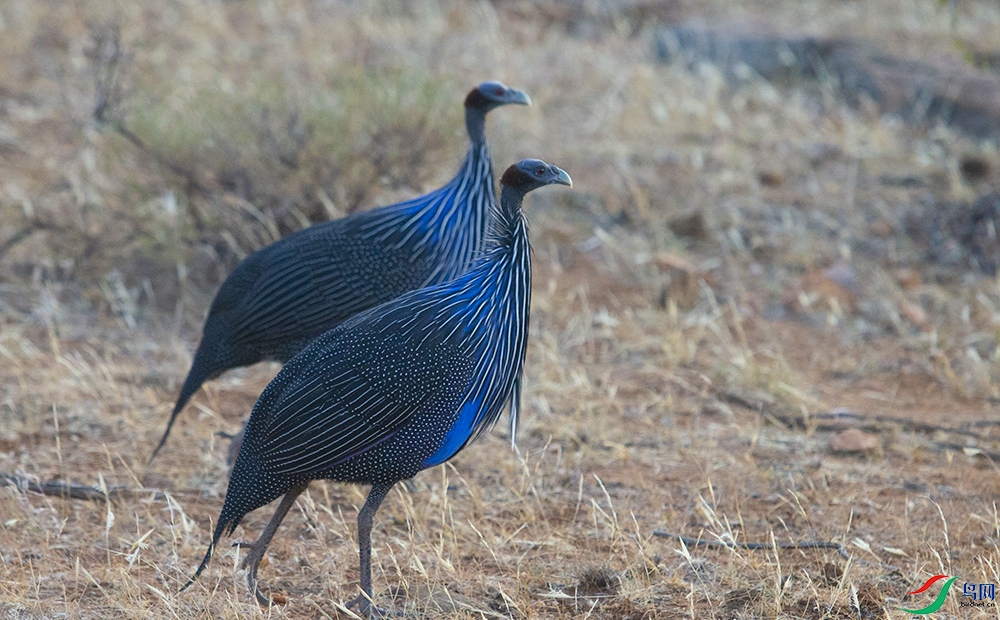 ���鼦 (4).jpg