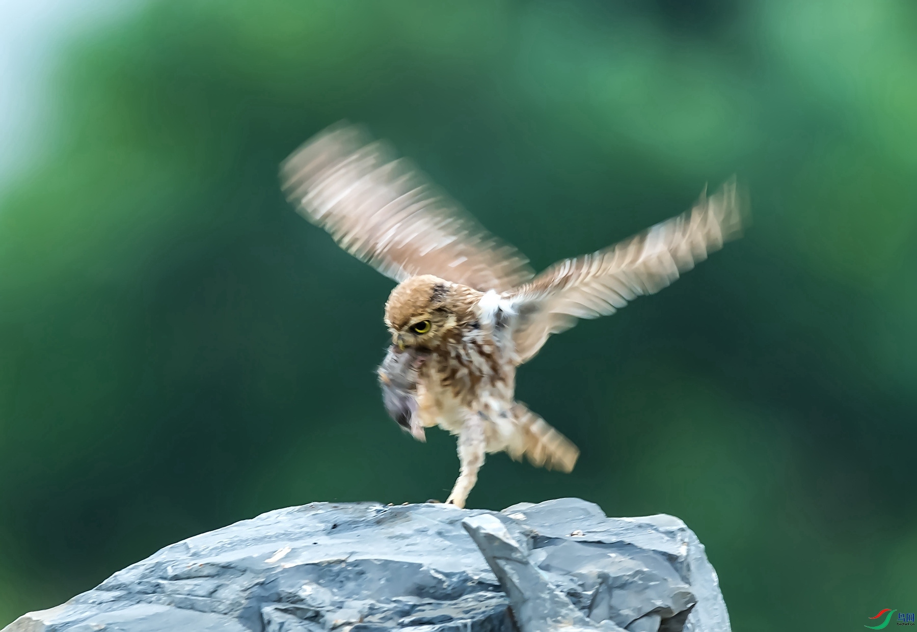 DSC_4715_����.jpg