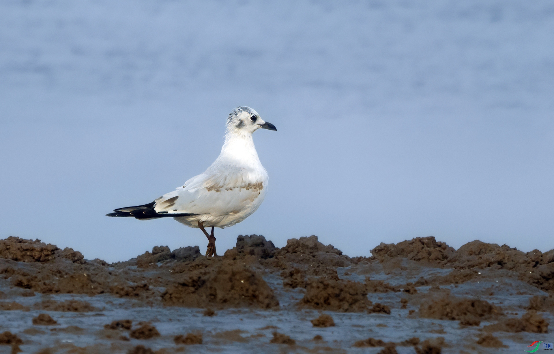 DSC00337 ����.jpg