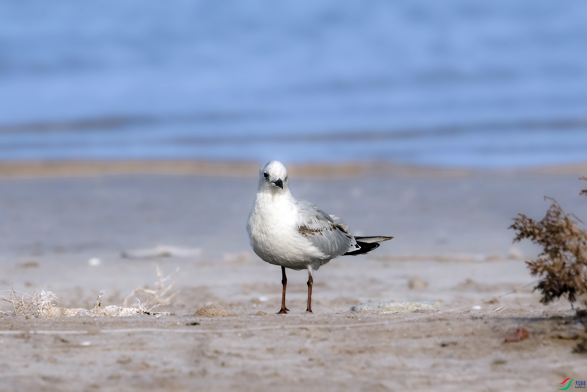 DSC01298 ����.jpg