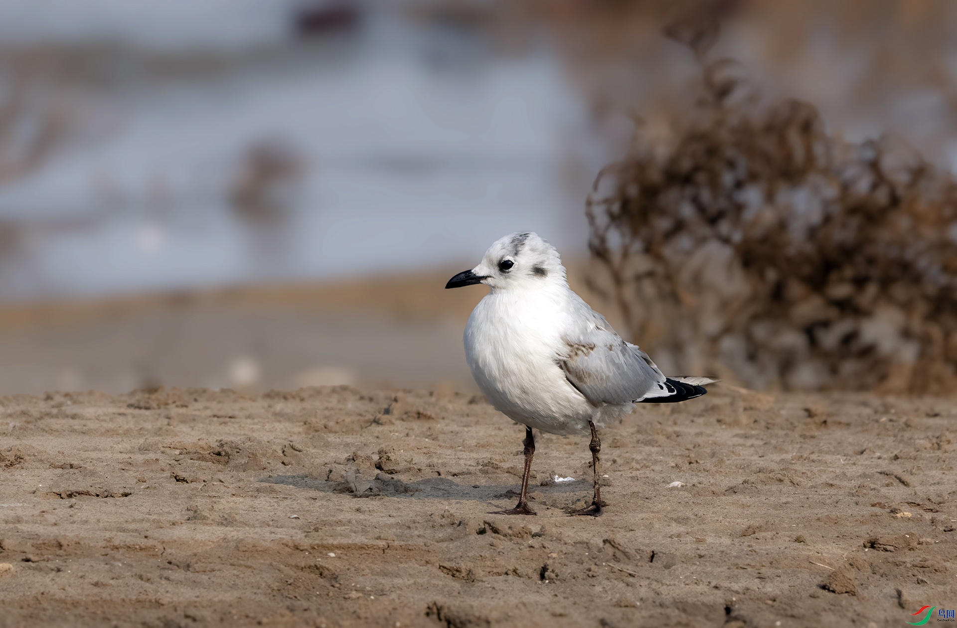 DSC01321 ����.jpg