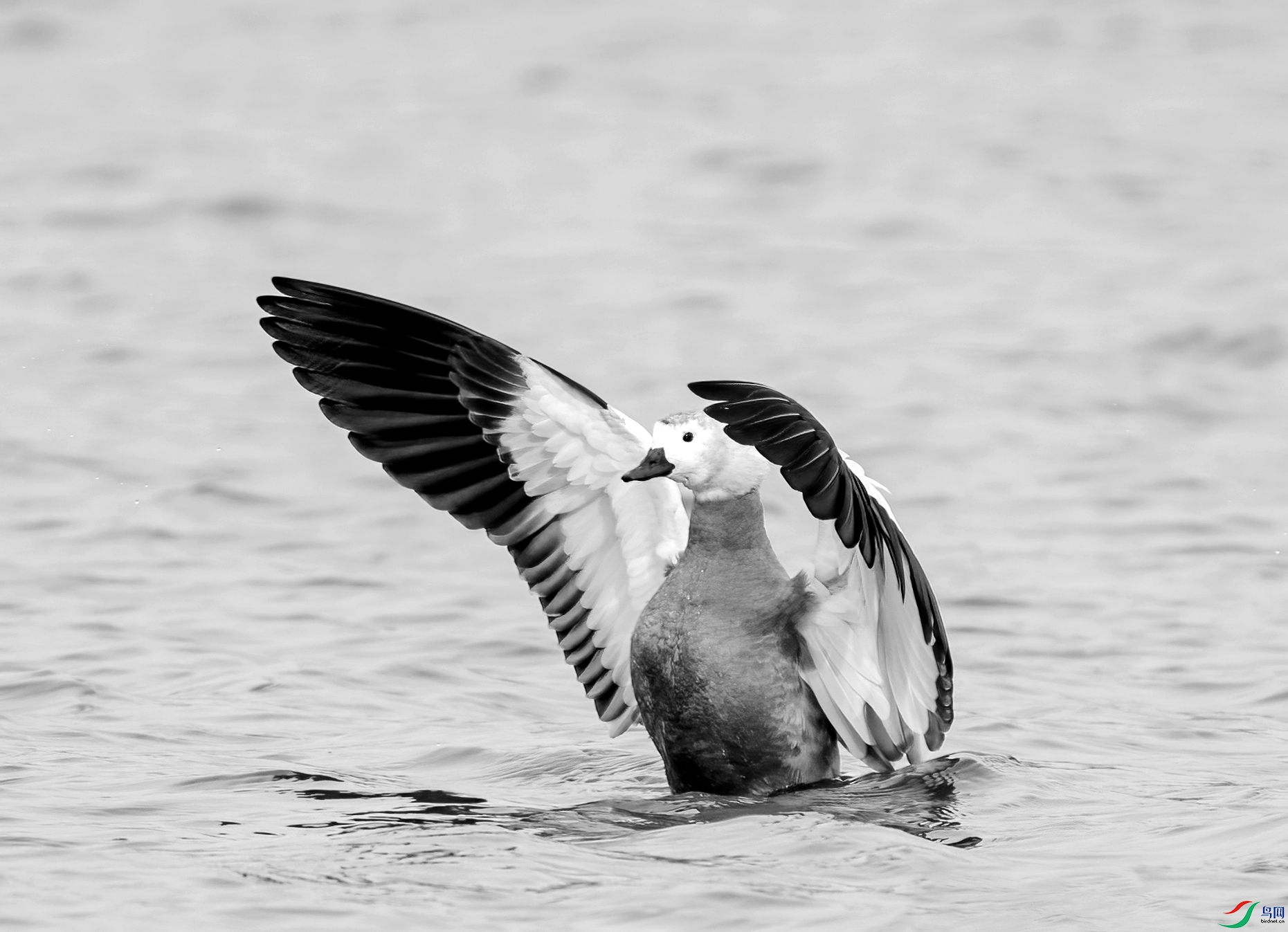 DSC08710 ����_����.jpg