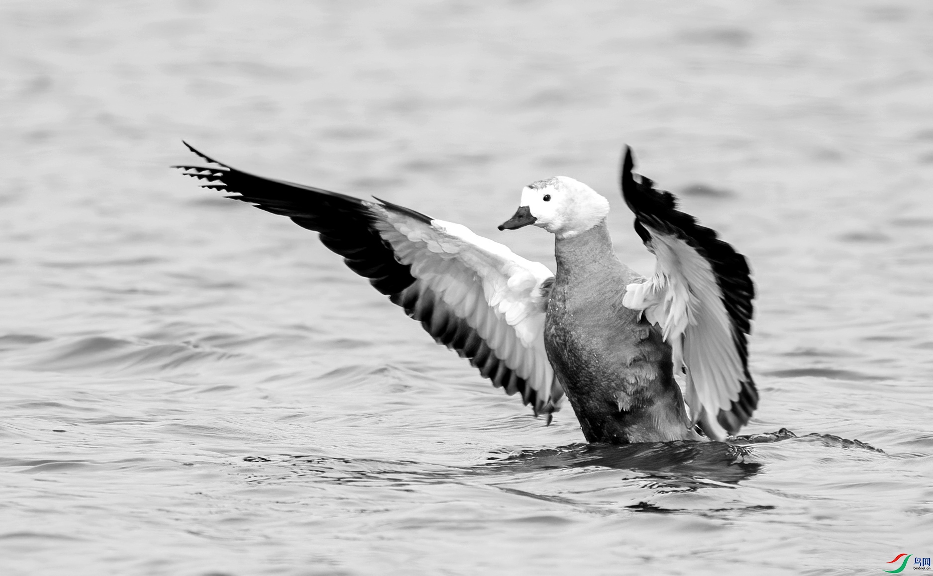 DSC08713 ����_����.jpg