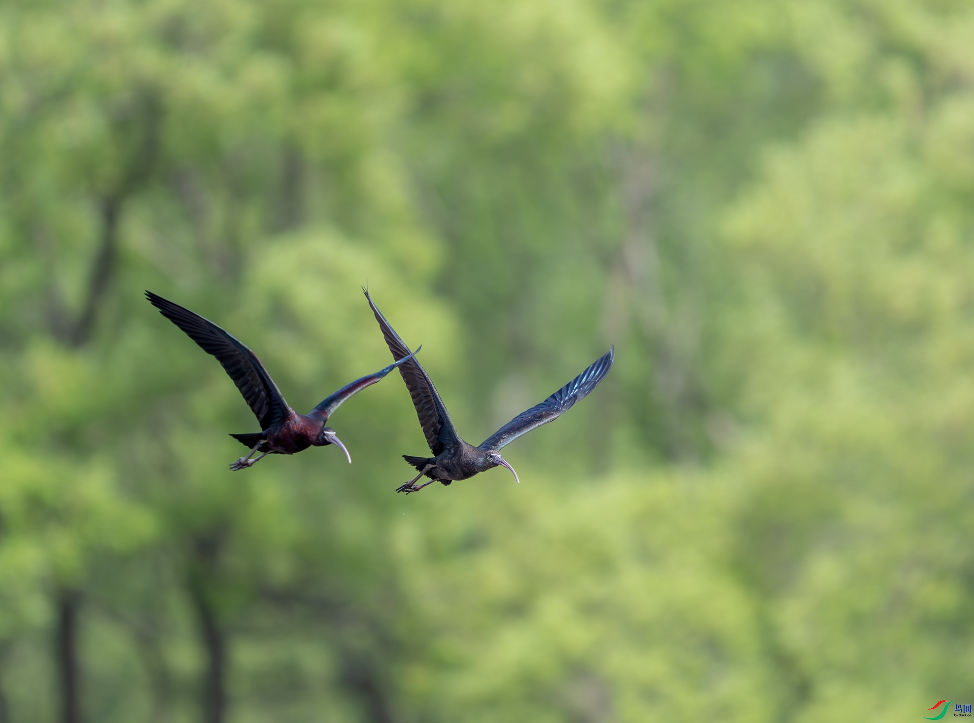 DSC_9480_1.jpg