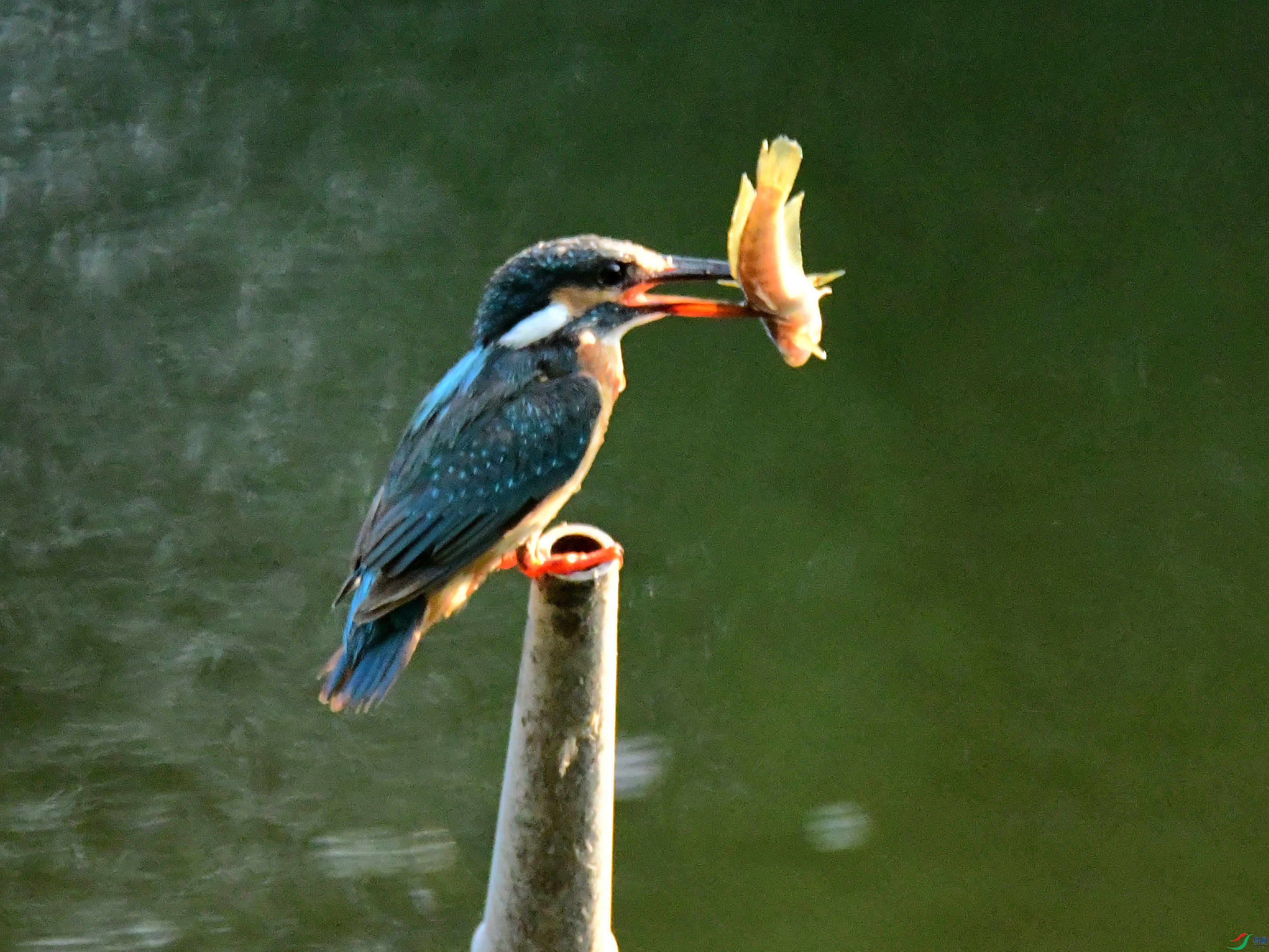 DSC_5324.jpg