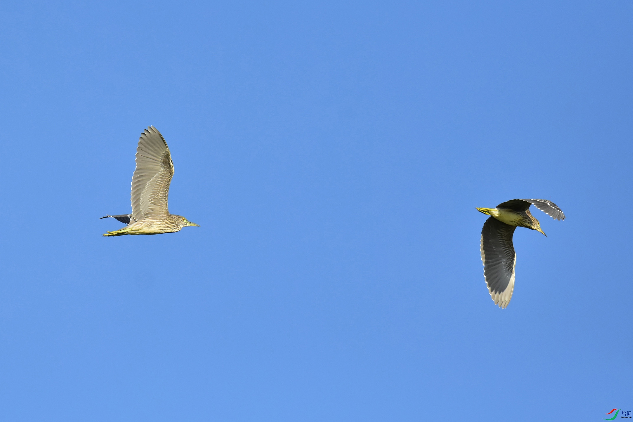 DSC_7485 ����.jpg