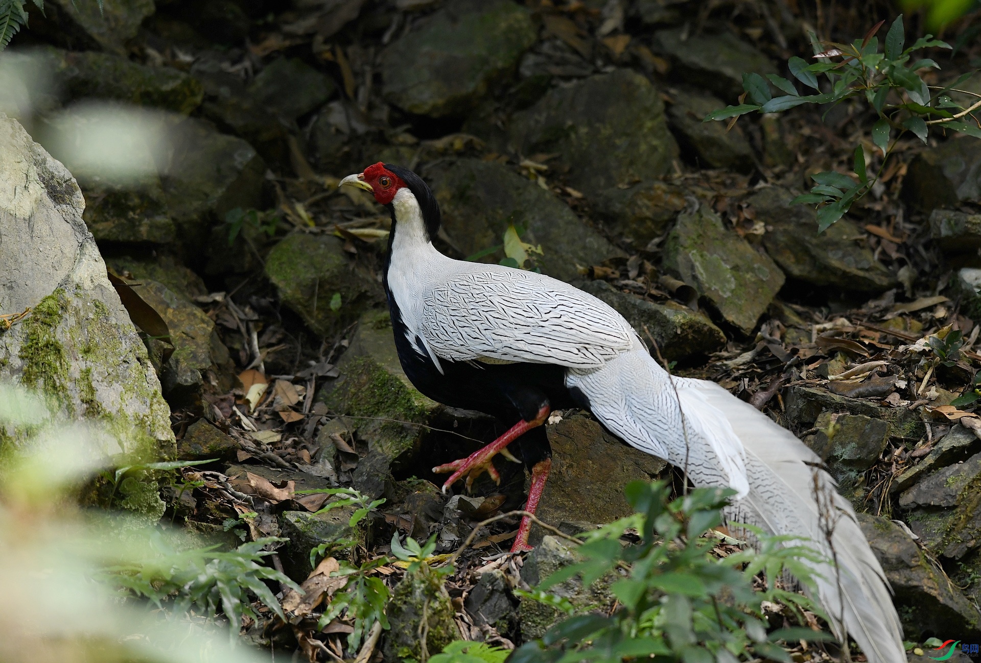 DSC_8046.jpg