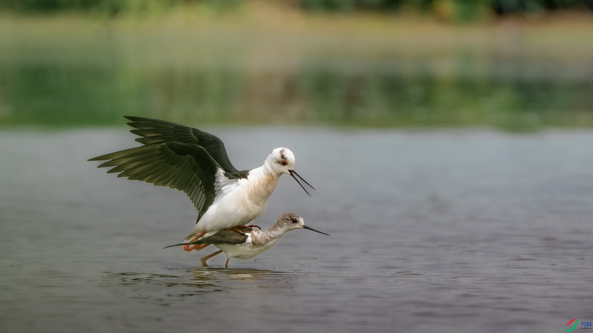 DSC_6743-����ǿ-NR ����.jpg