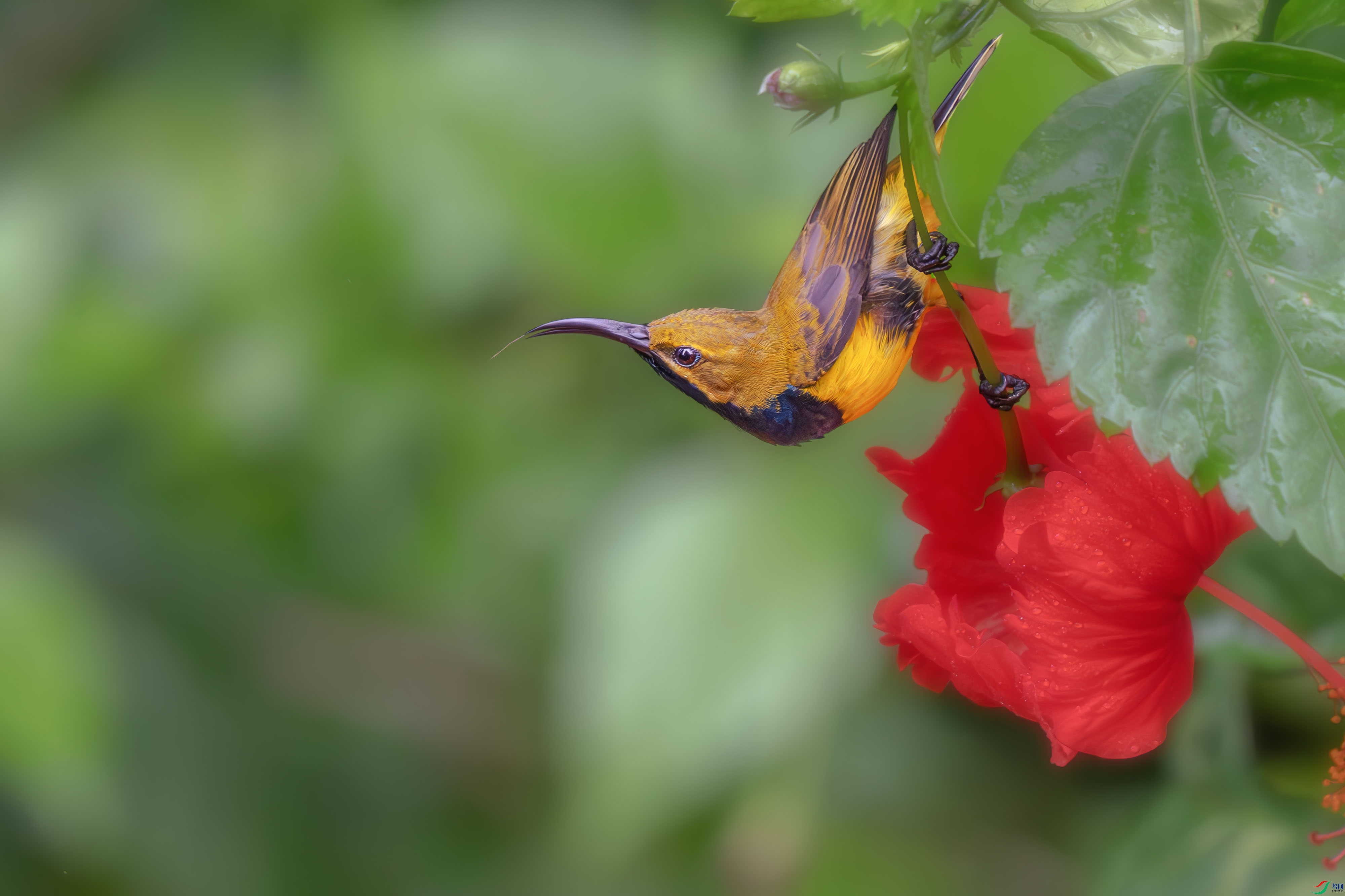 DSC_2128-����ǿ-NR ����1.jpg