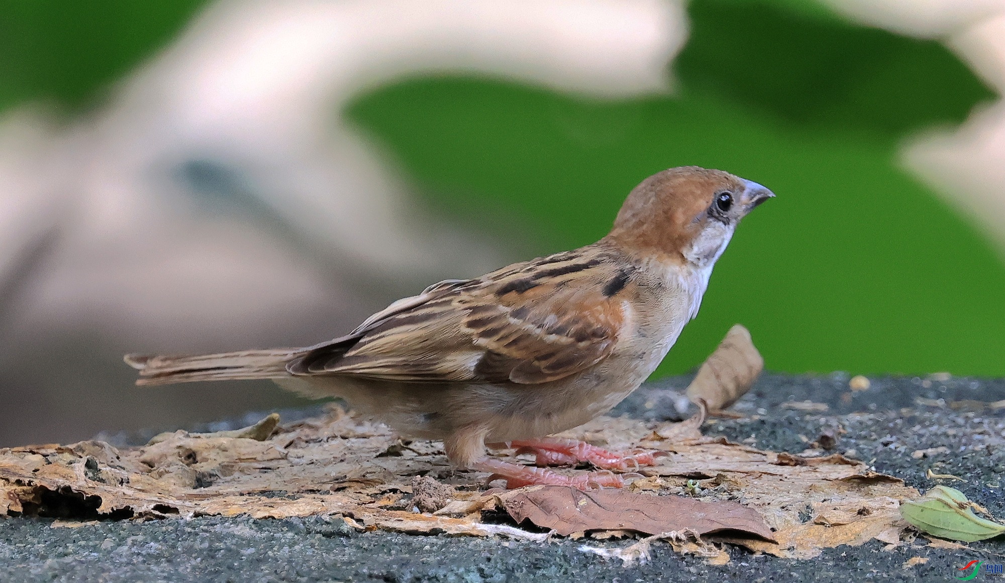 ����С��ȸ