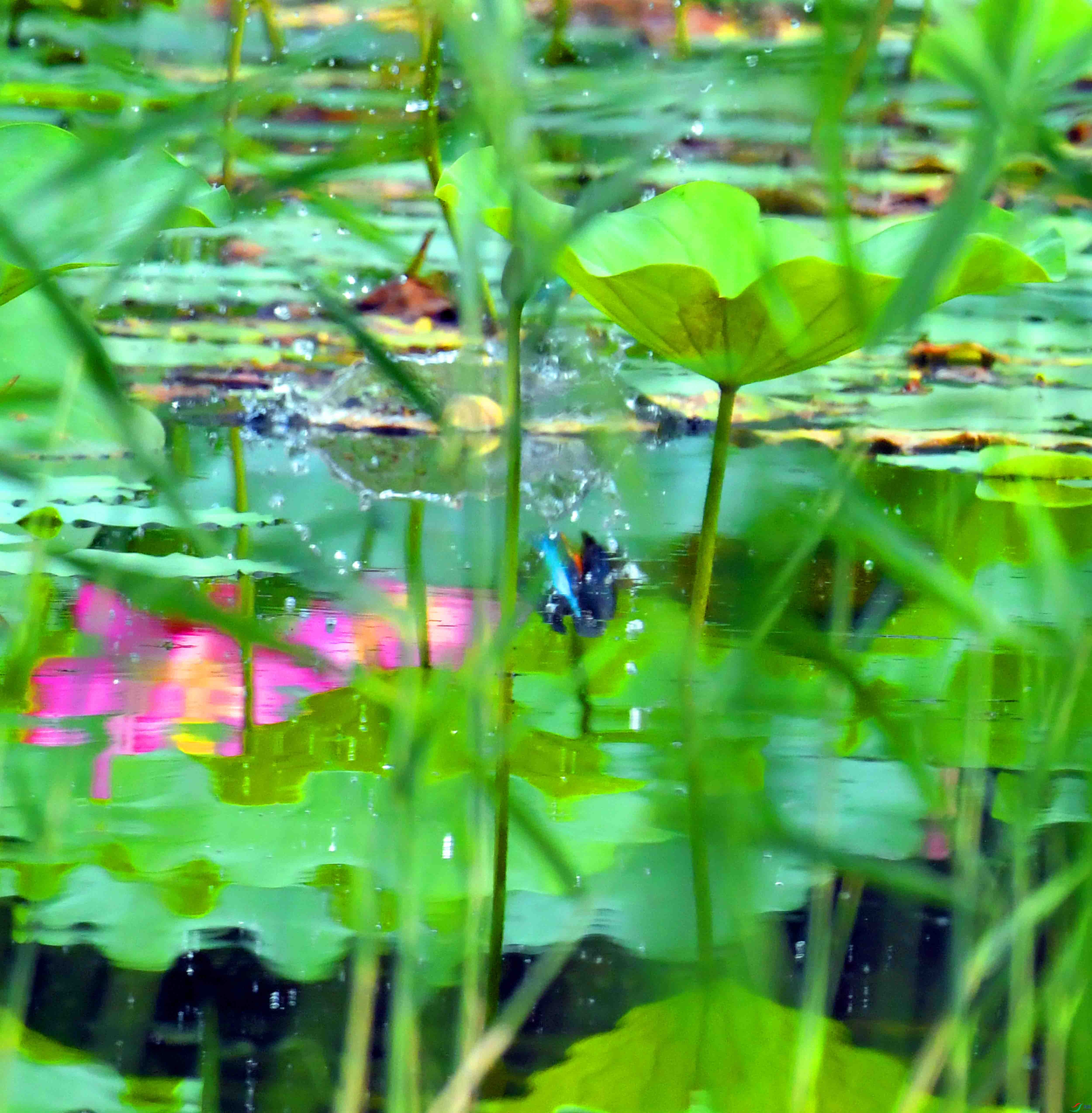 DSC_1446.JPG