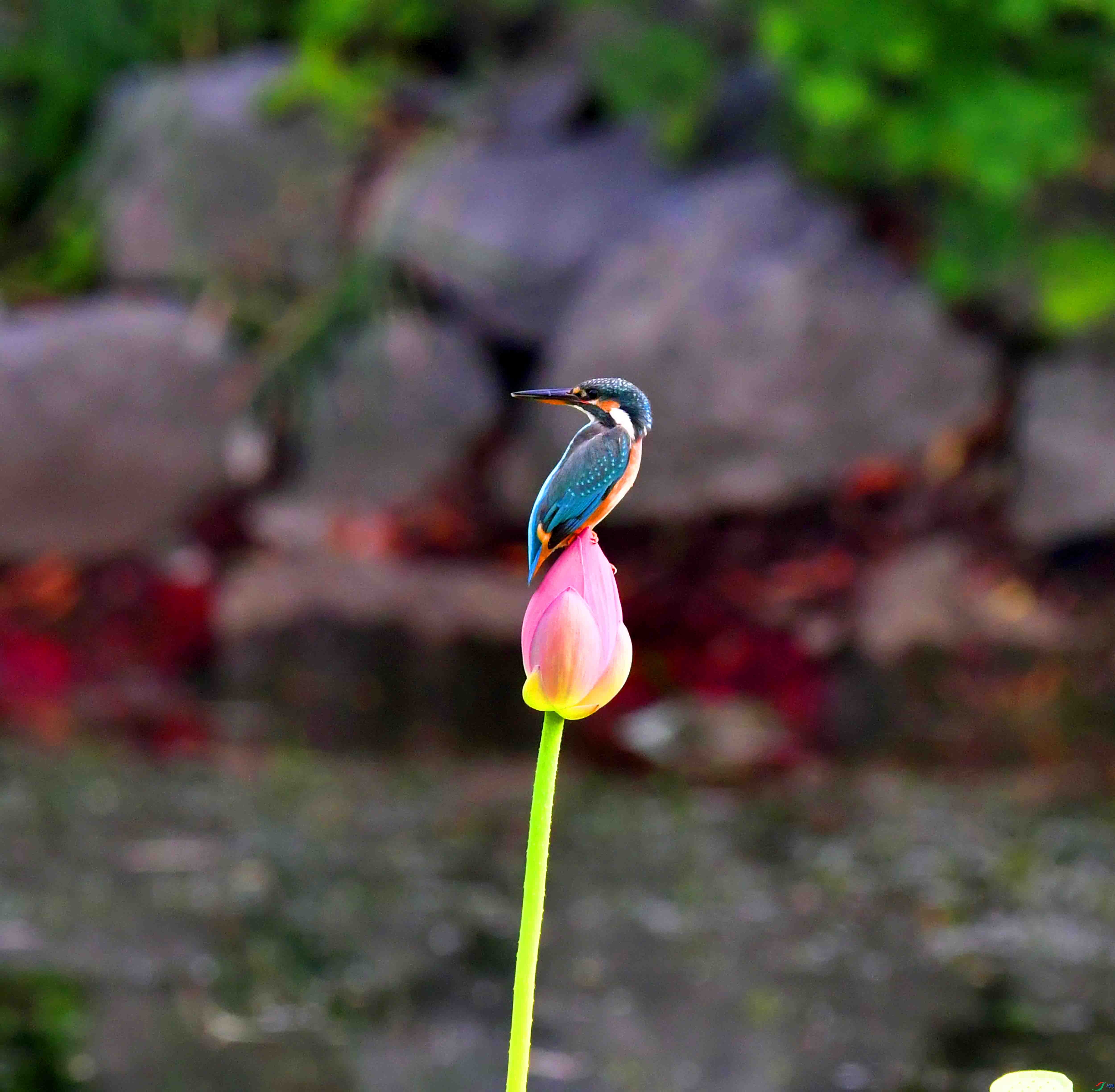 DSC_1452.JPG