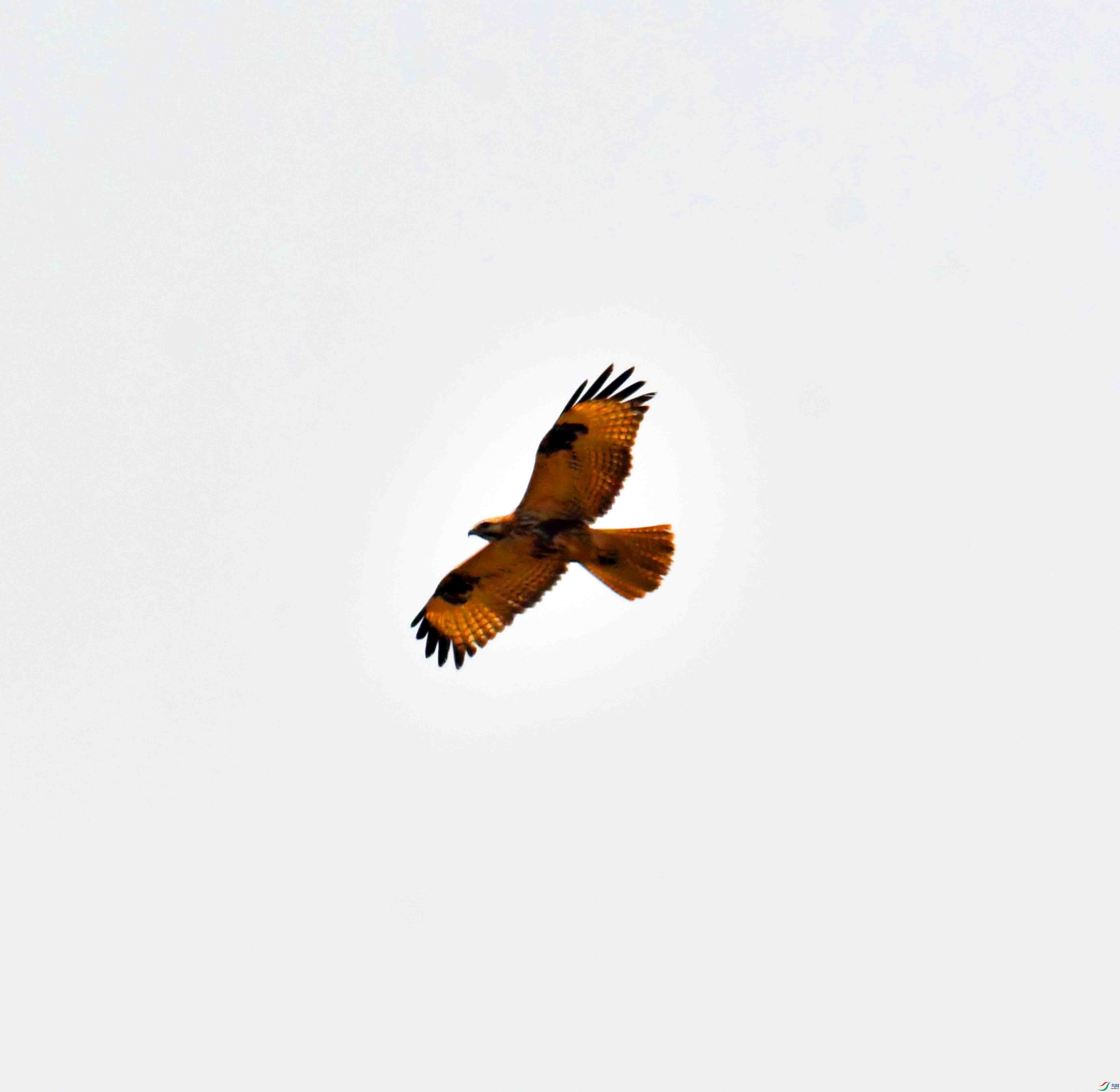 DSC_1666.JPG