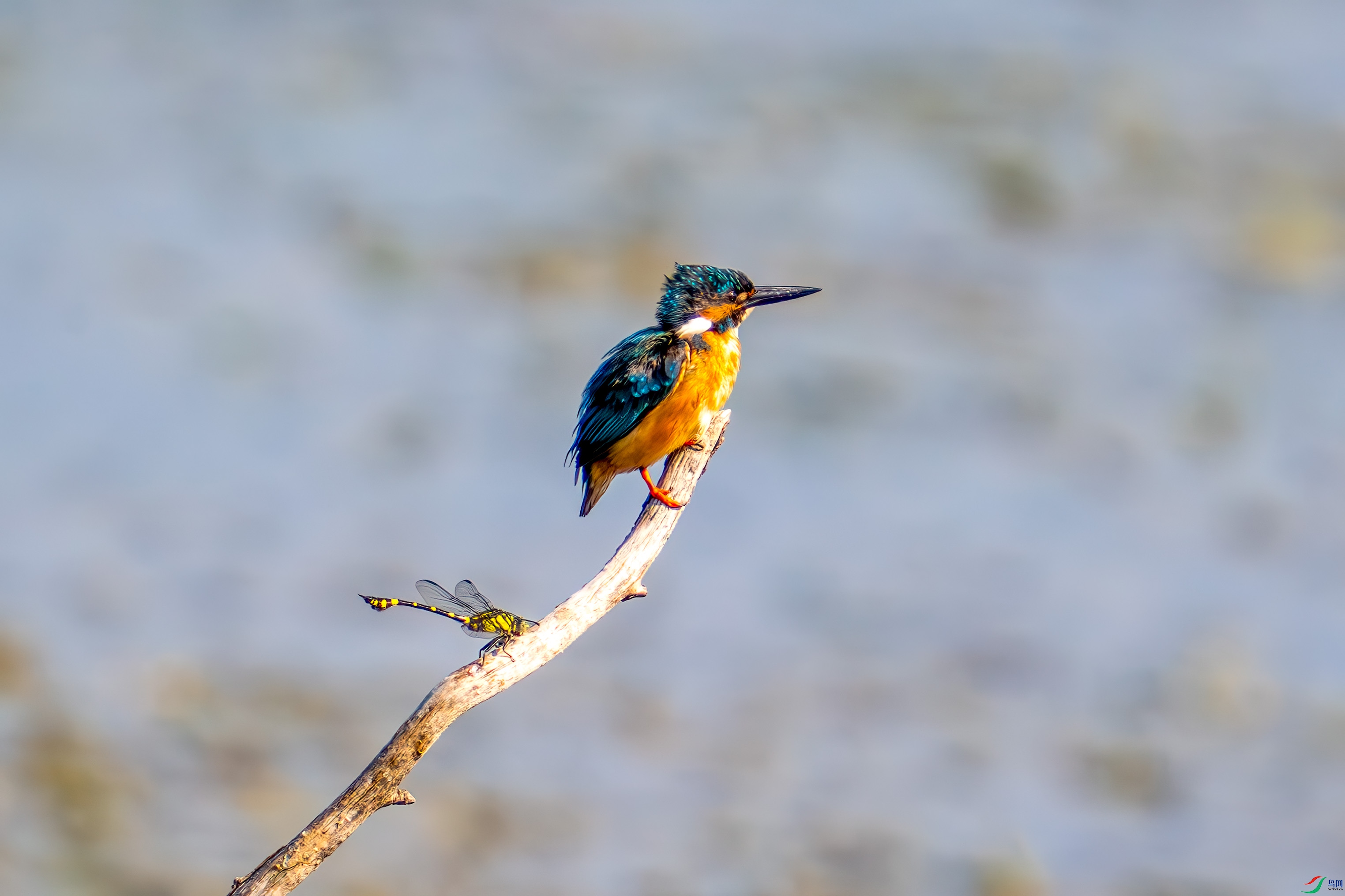 _DSC1081.jpg