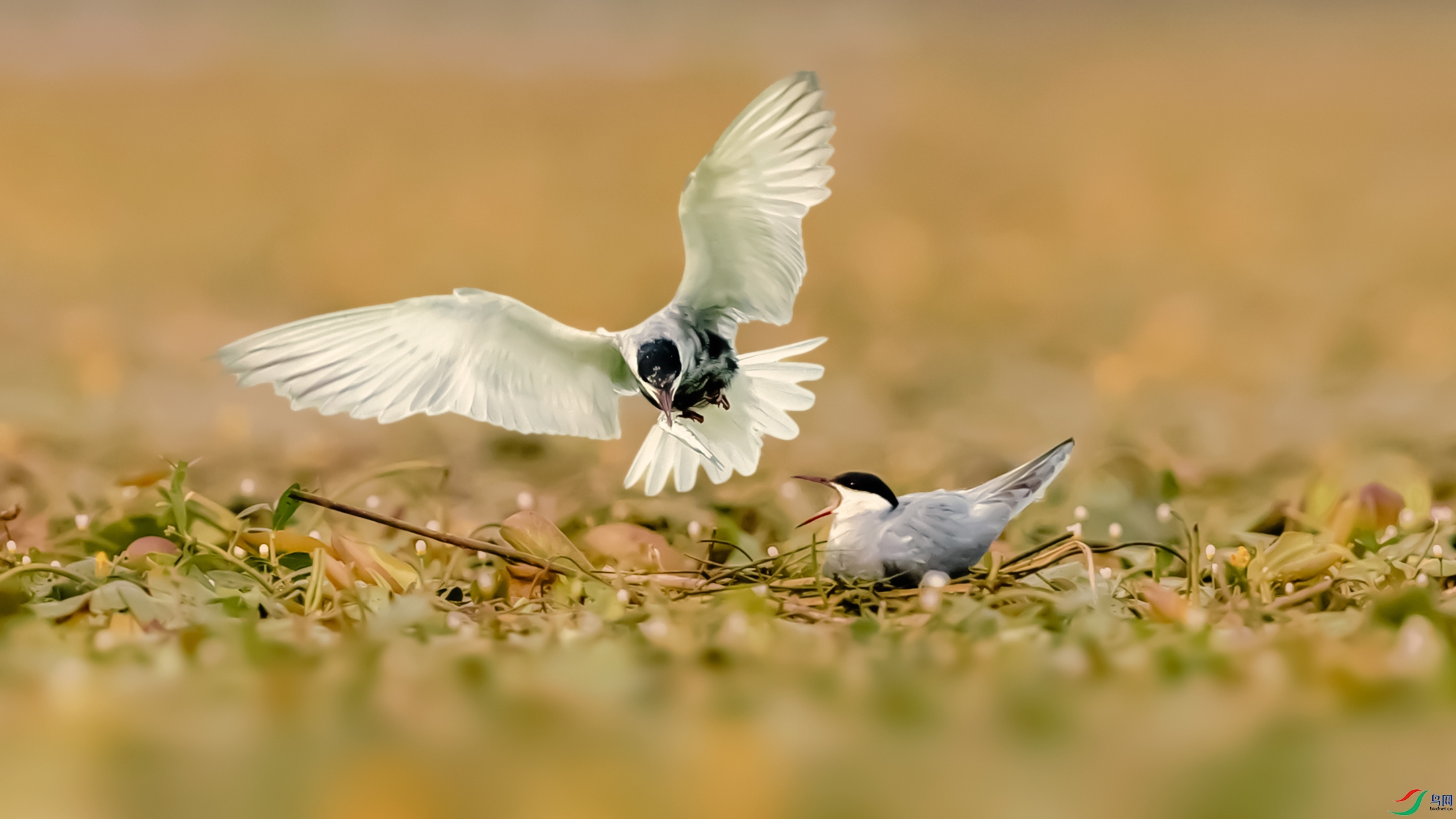 �븡Ÿ----���ķ���