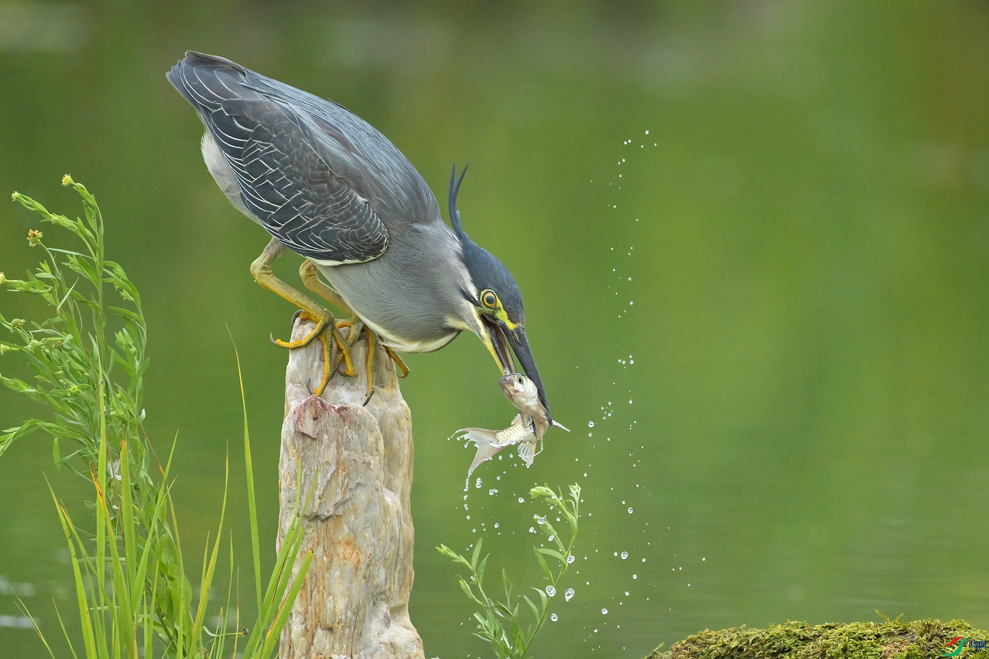 DSC_0669-V.jpg