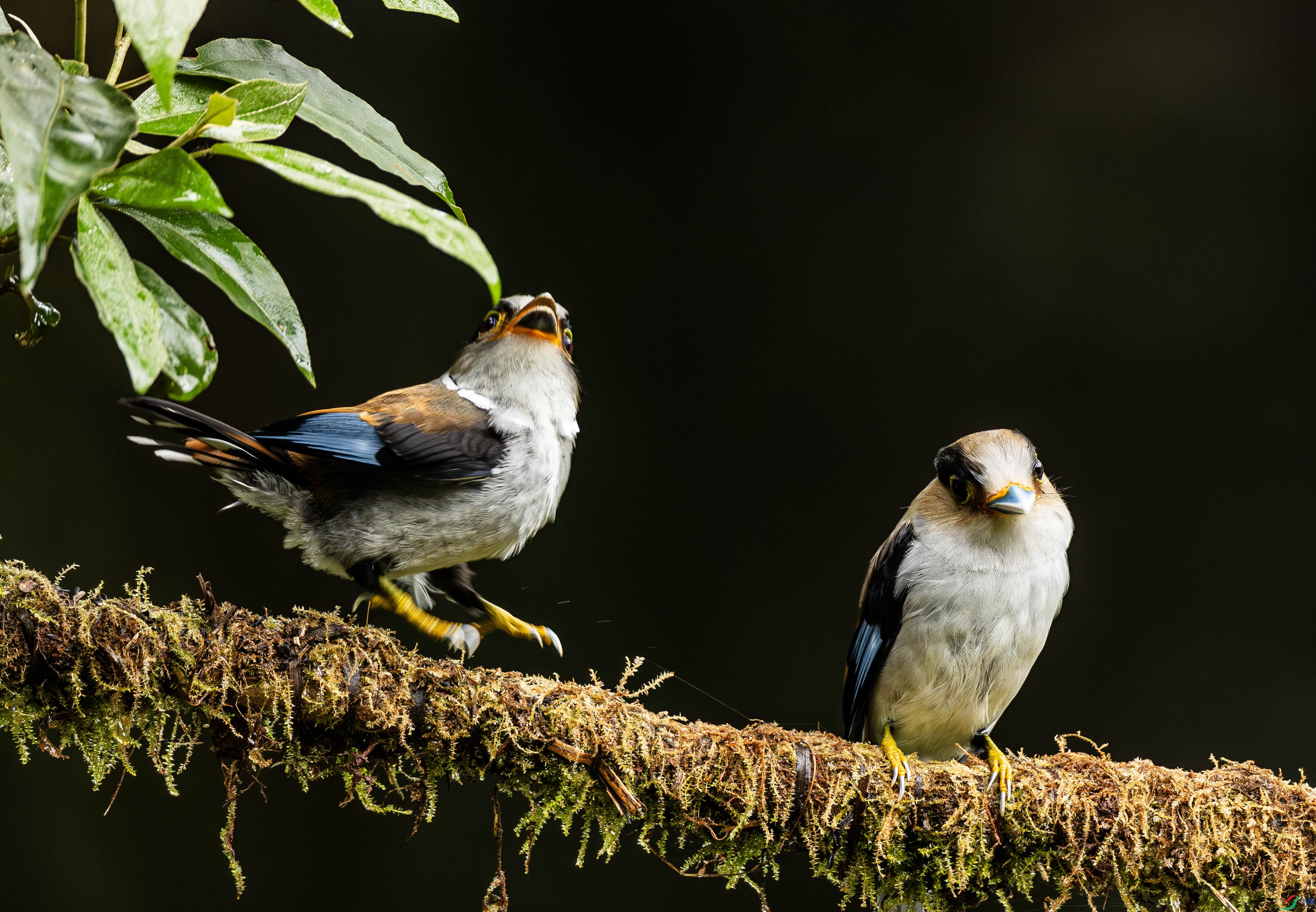 A46I1977-����ǿ-NR ����.jpg