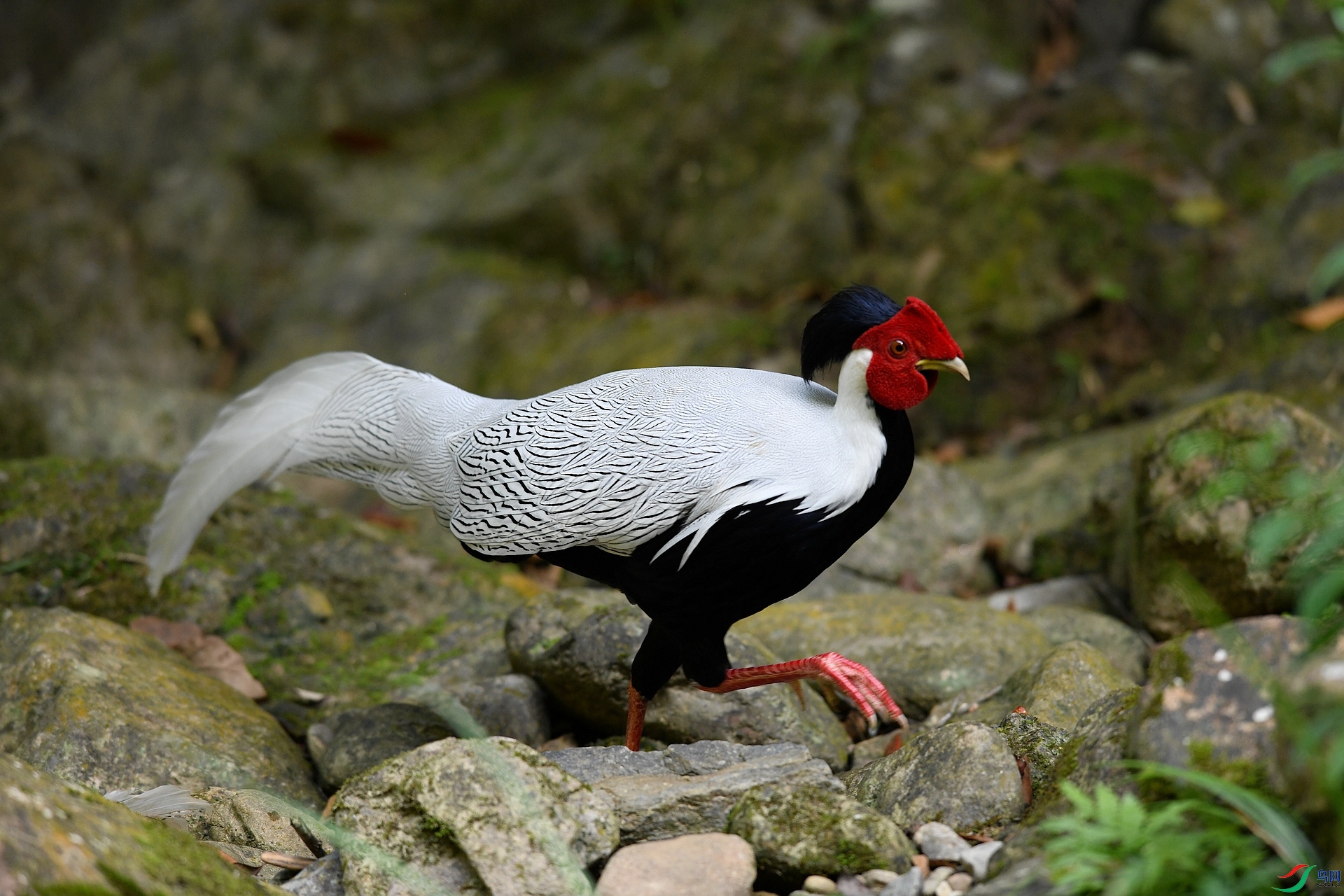 DSC_8172.jpg