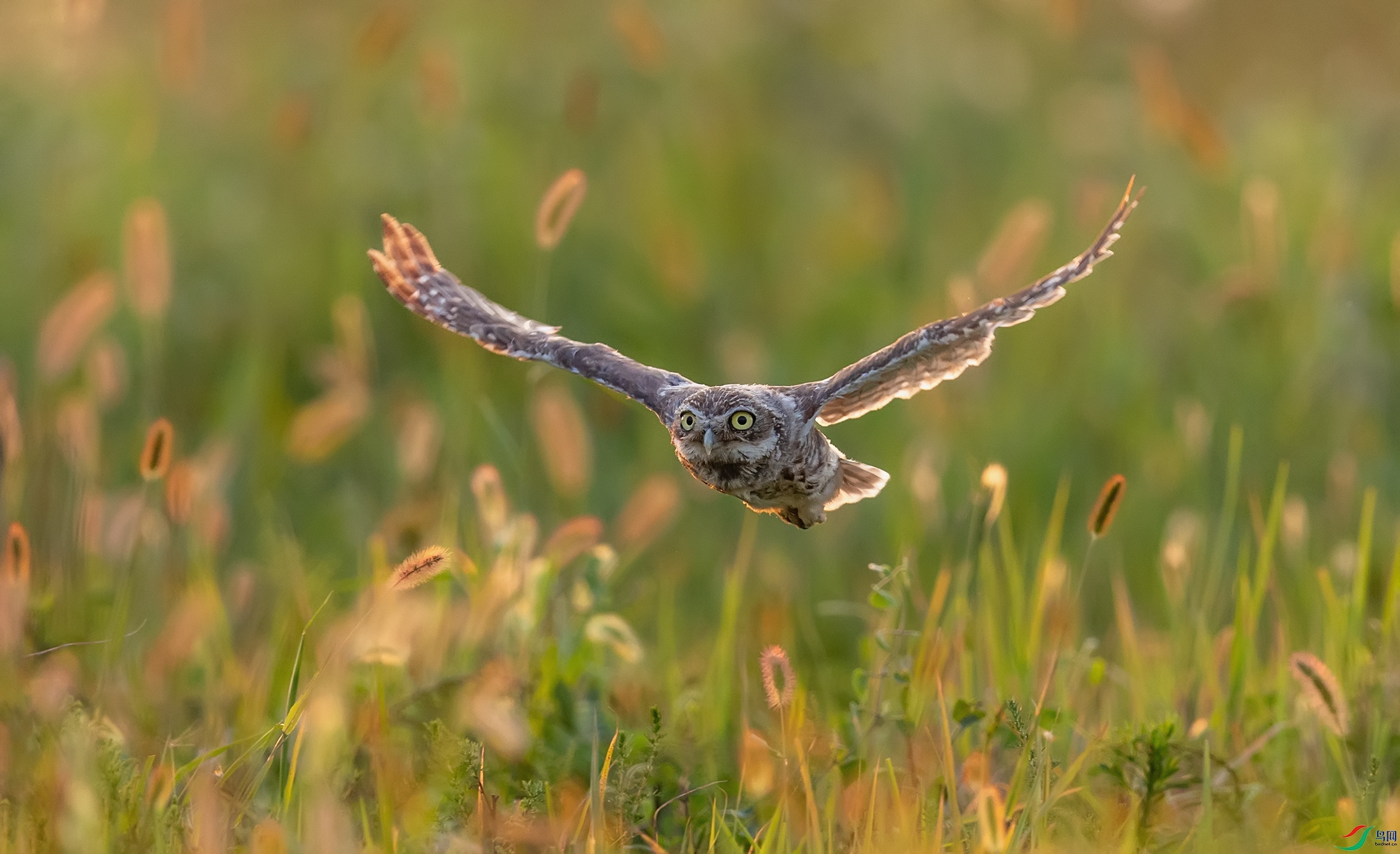 ���Ƹ�С�^