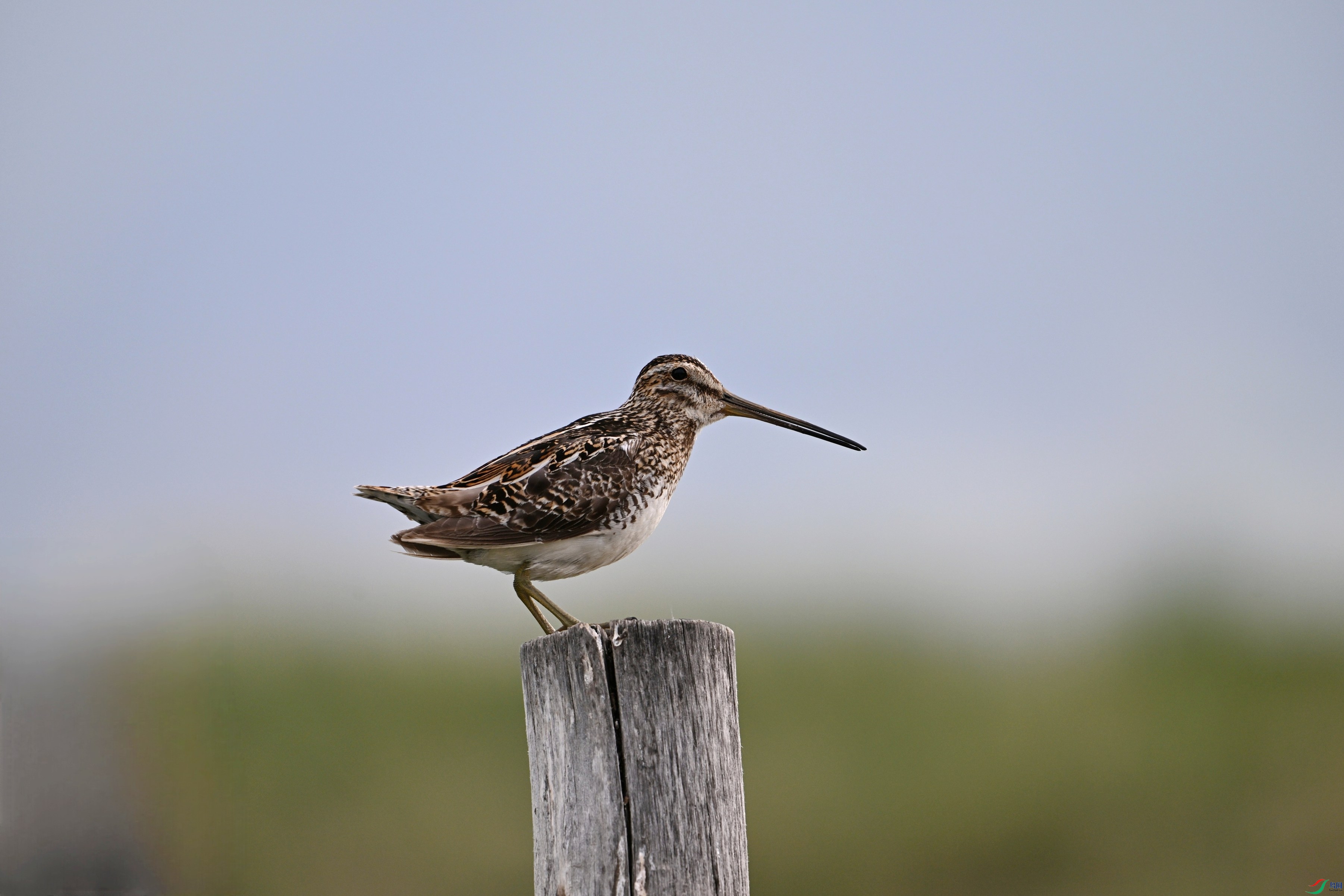 ��βɳ׶ �������߼Һ�ʪ�� (5).JPG