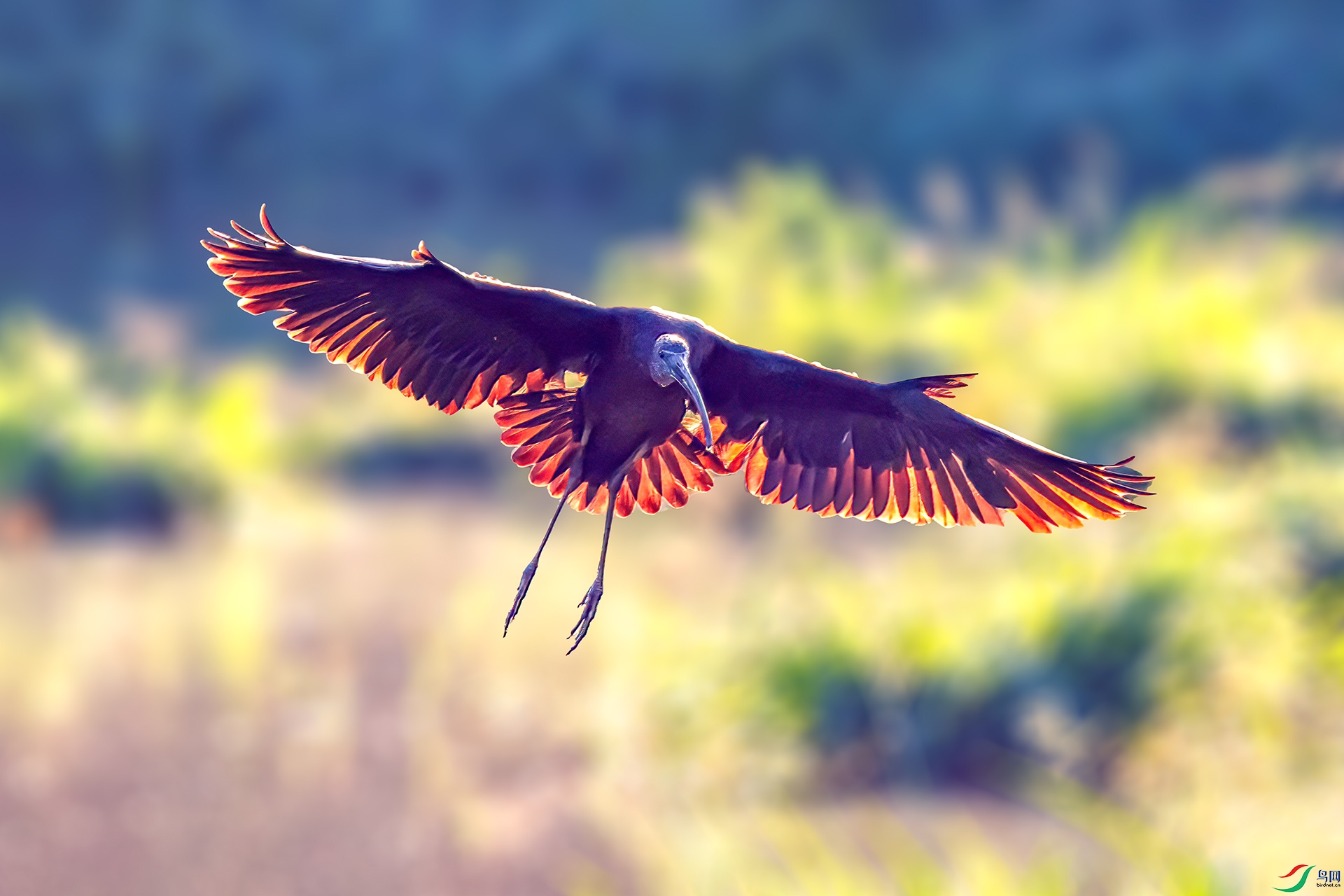 060A1702 ����-Sh----1 .jpg