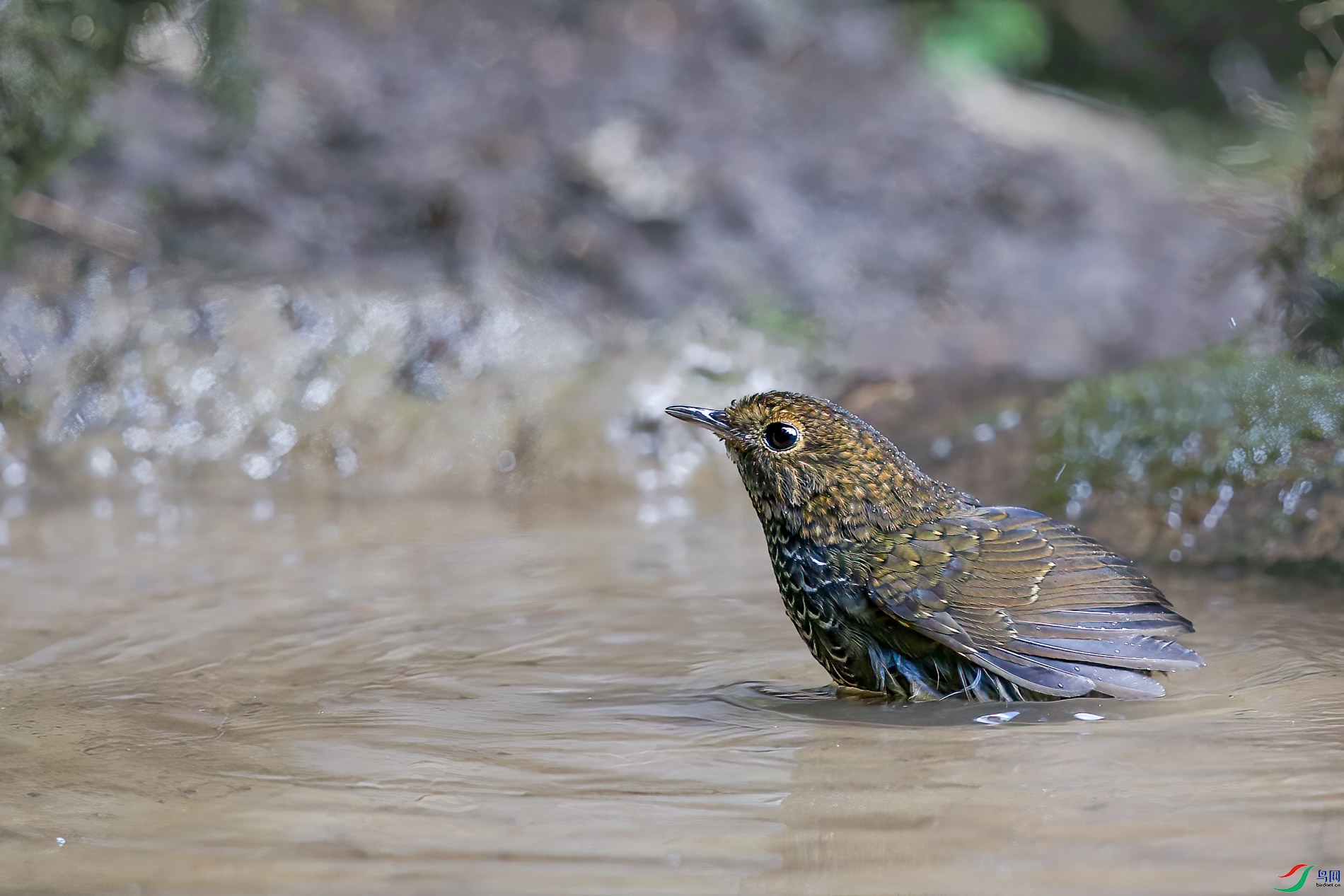 a_3350-1.jpg