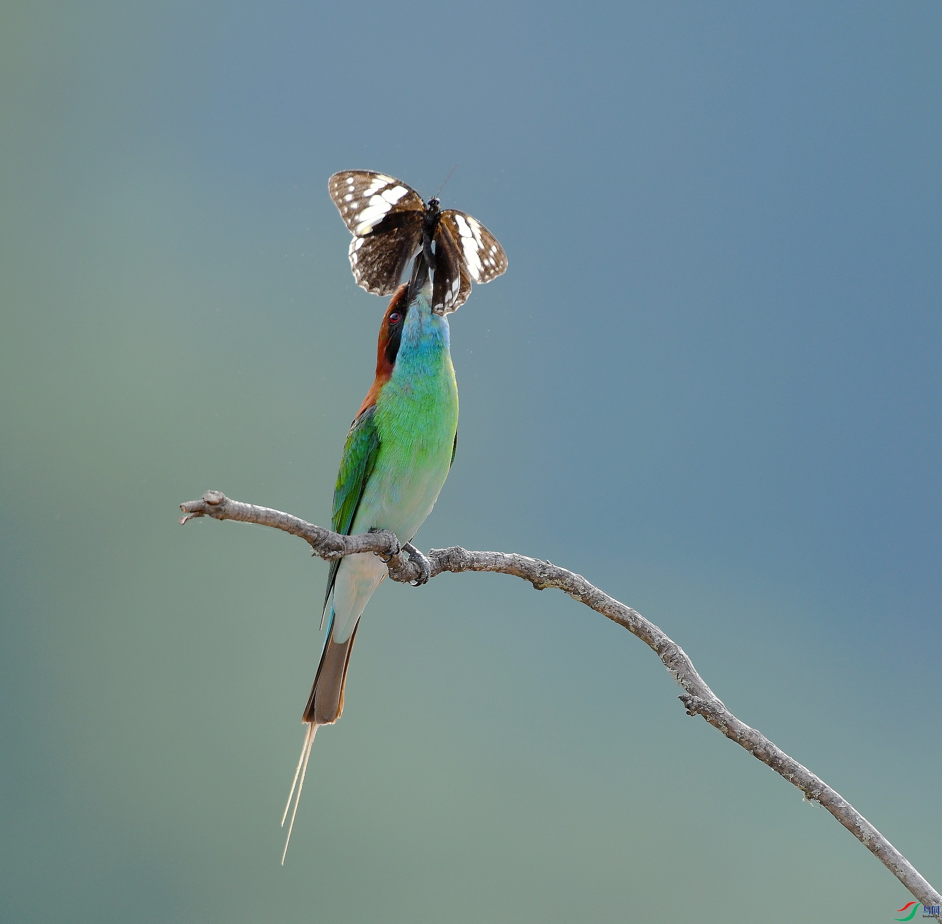 DSC_4732.jpg
