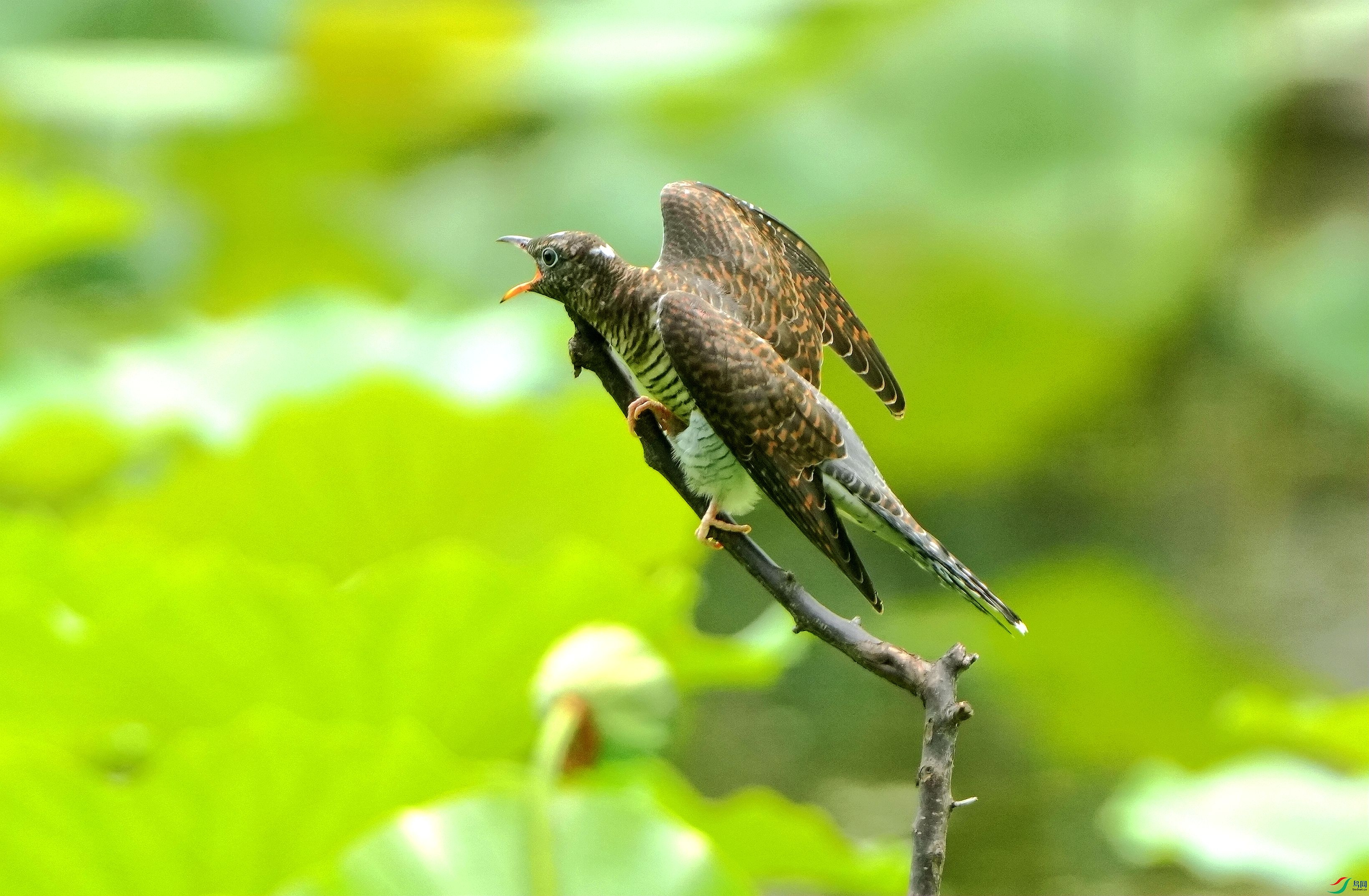 �໴���DSC00097_����.jpg