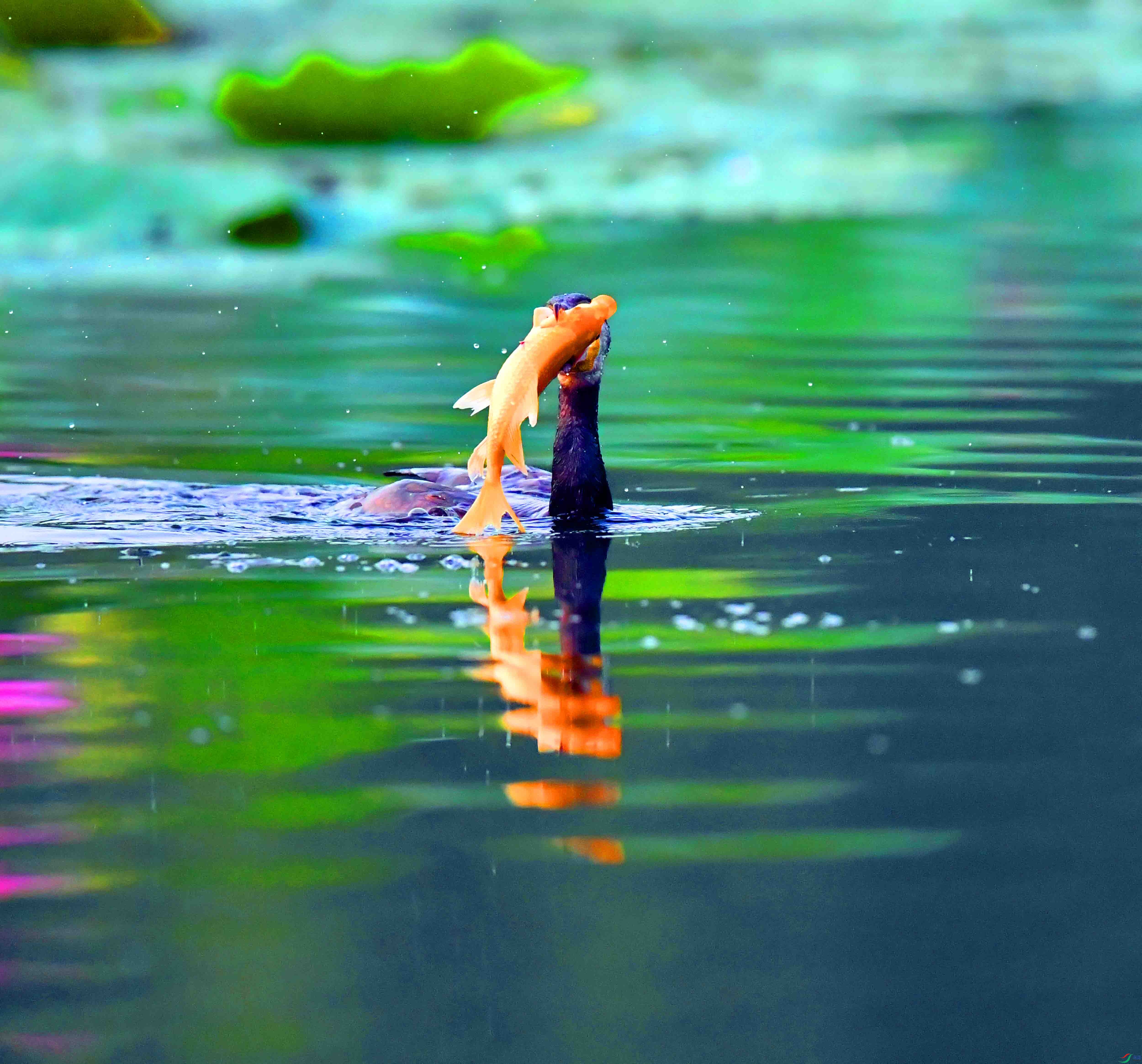 DSC_1100.JPG