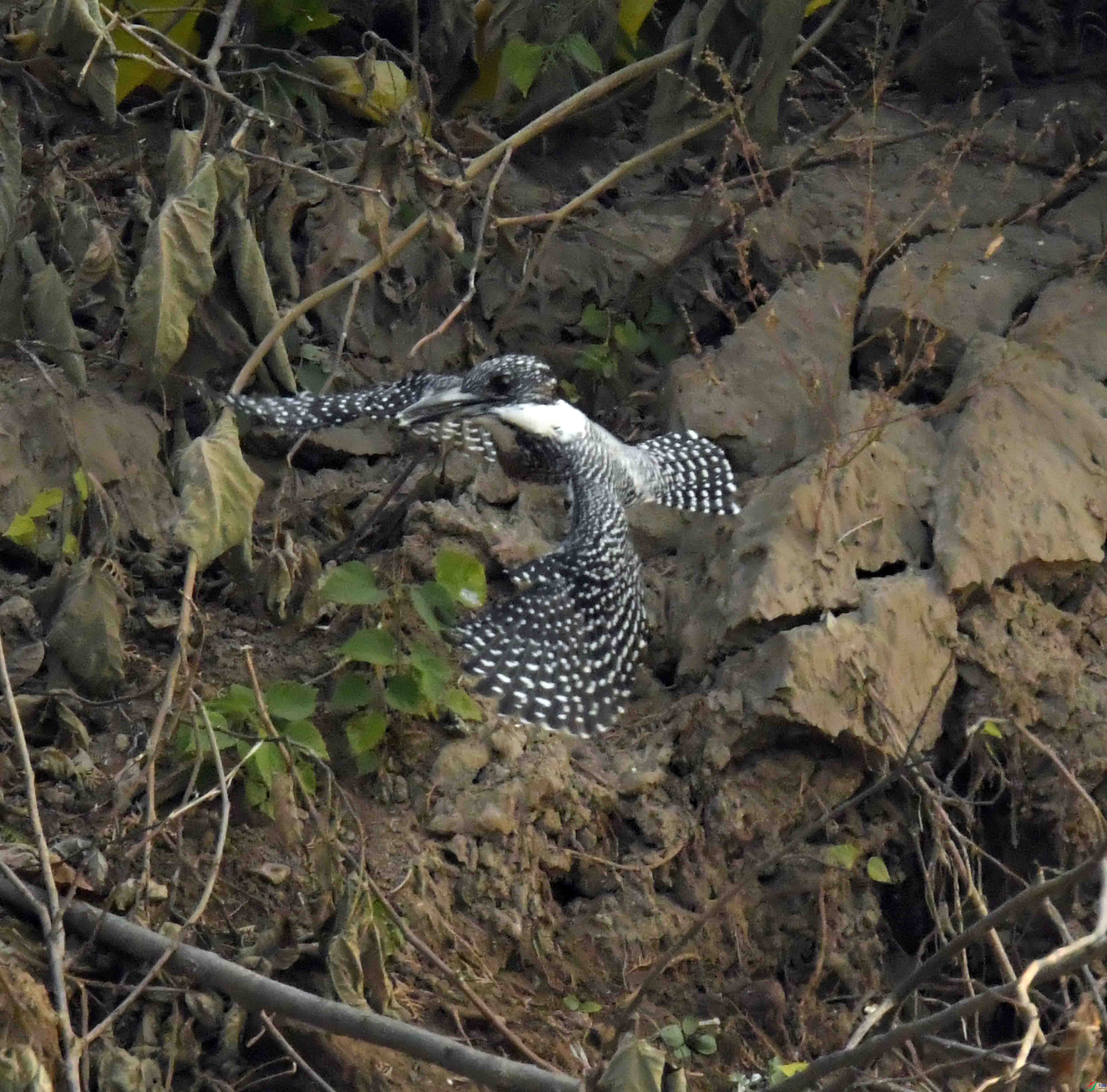 DSC_4488.JPG