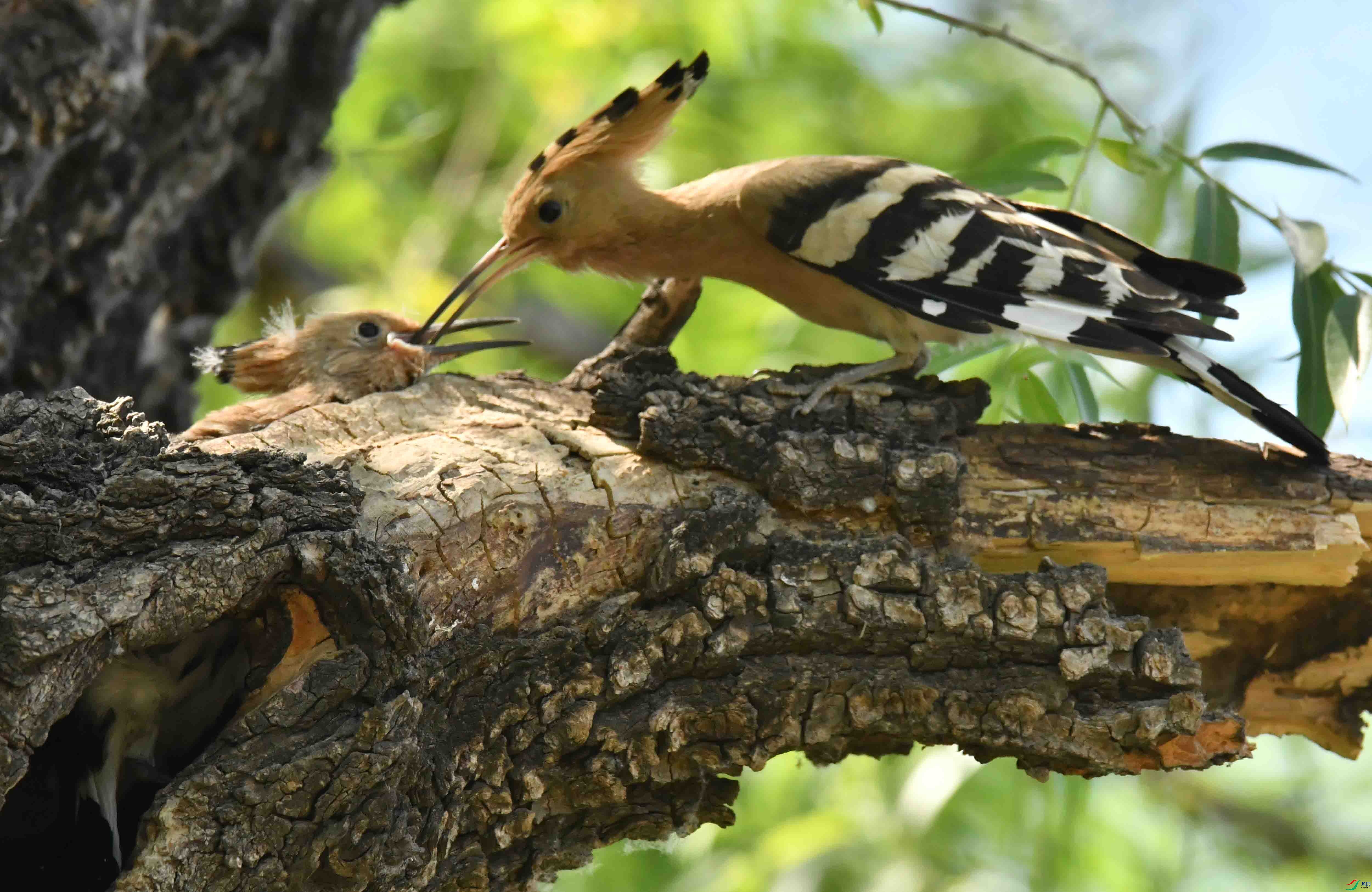 DSC_8517.JPG