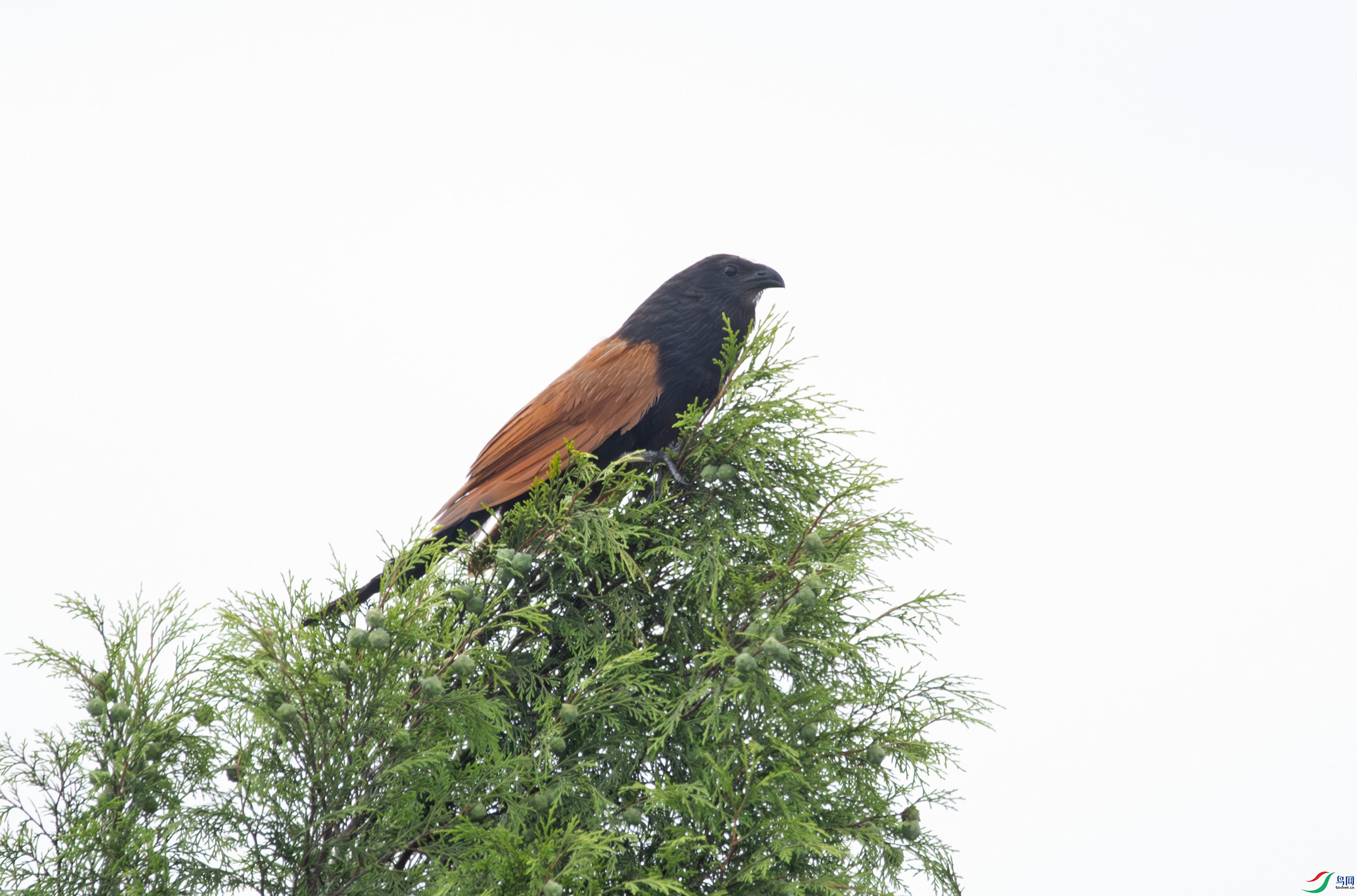 DSC_9971-����ǿ-NR ����.jpg