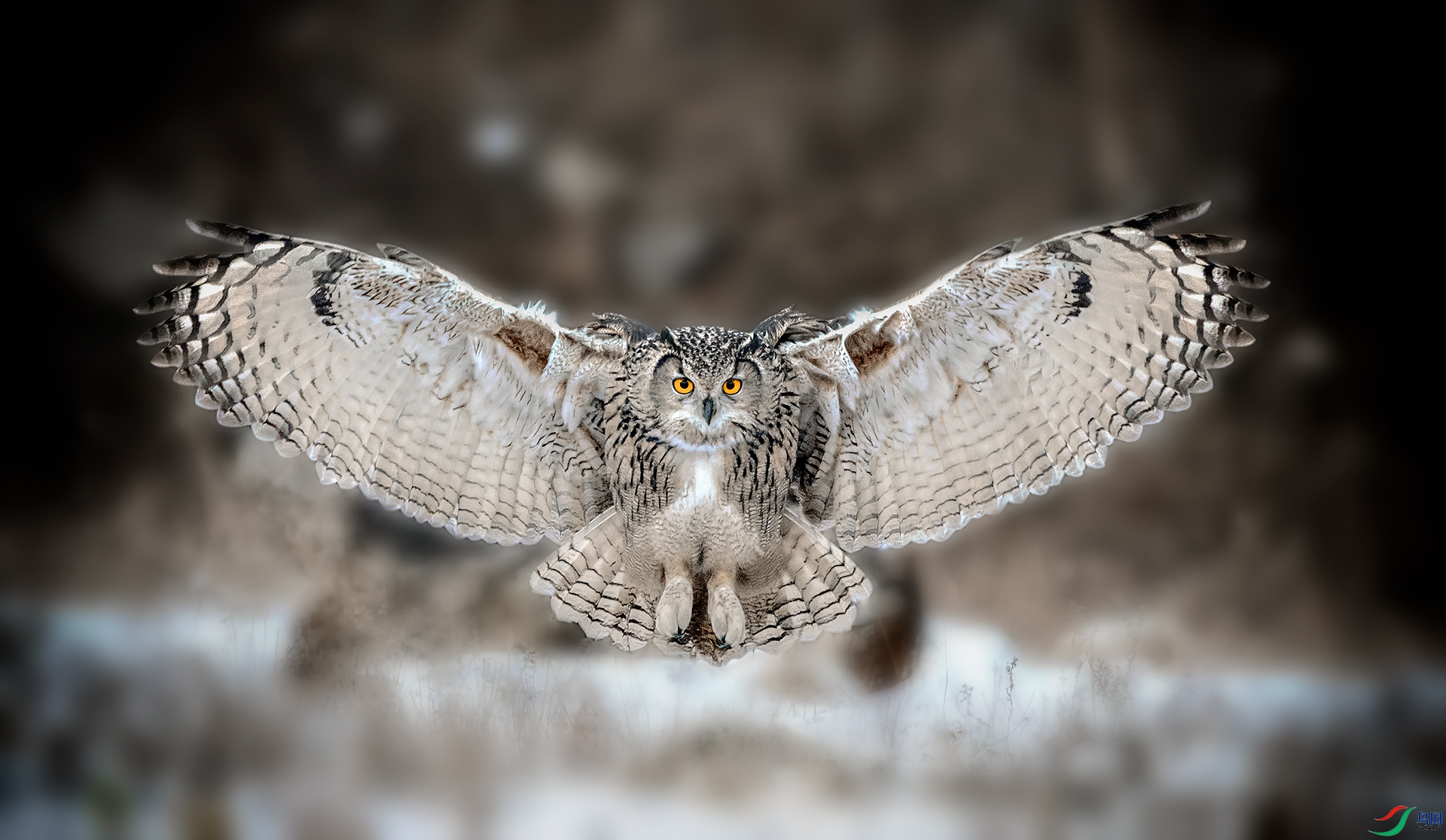�����ǣ�DSC_2714-NEF_DxO_DeepPRIME.jpg���^.jpg