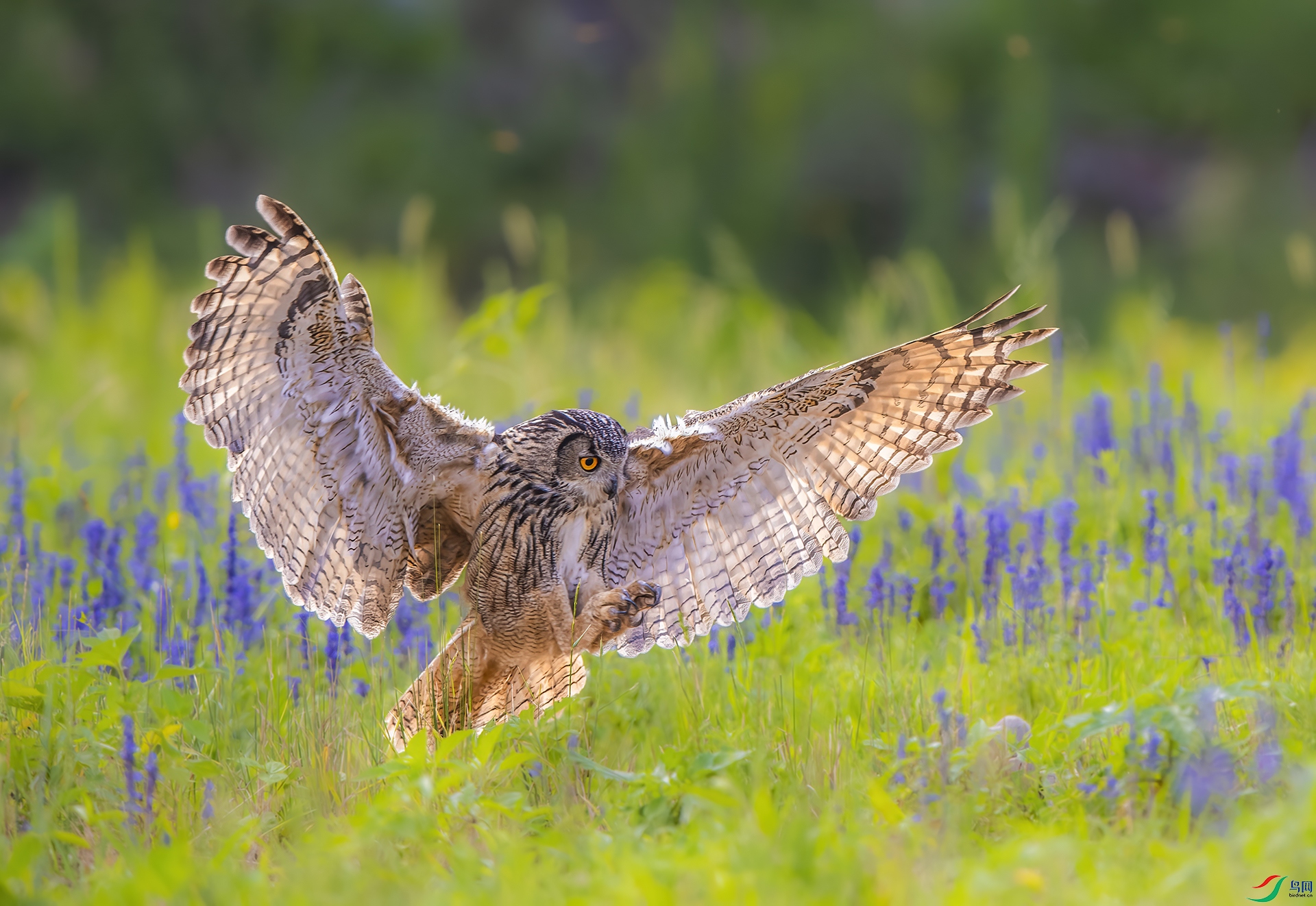 �����ǣ�DSC_4424-NEF_ - ����Ŀ��.jpg