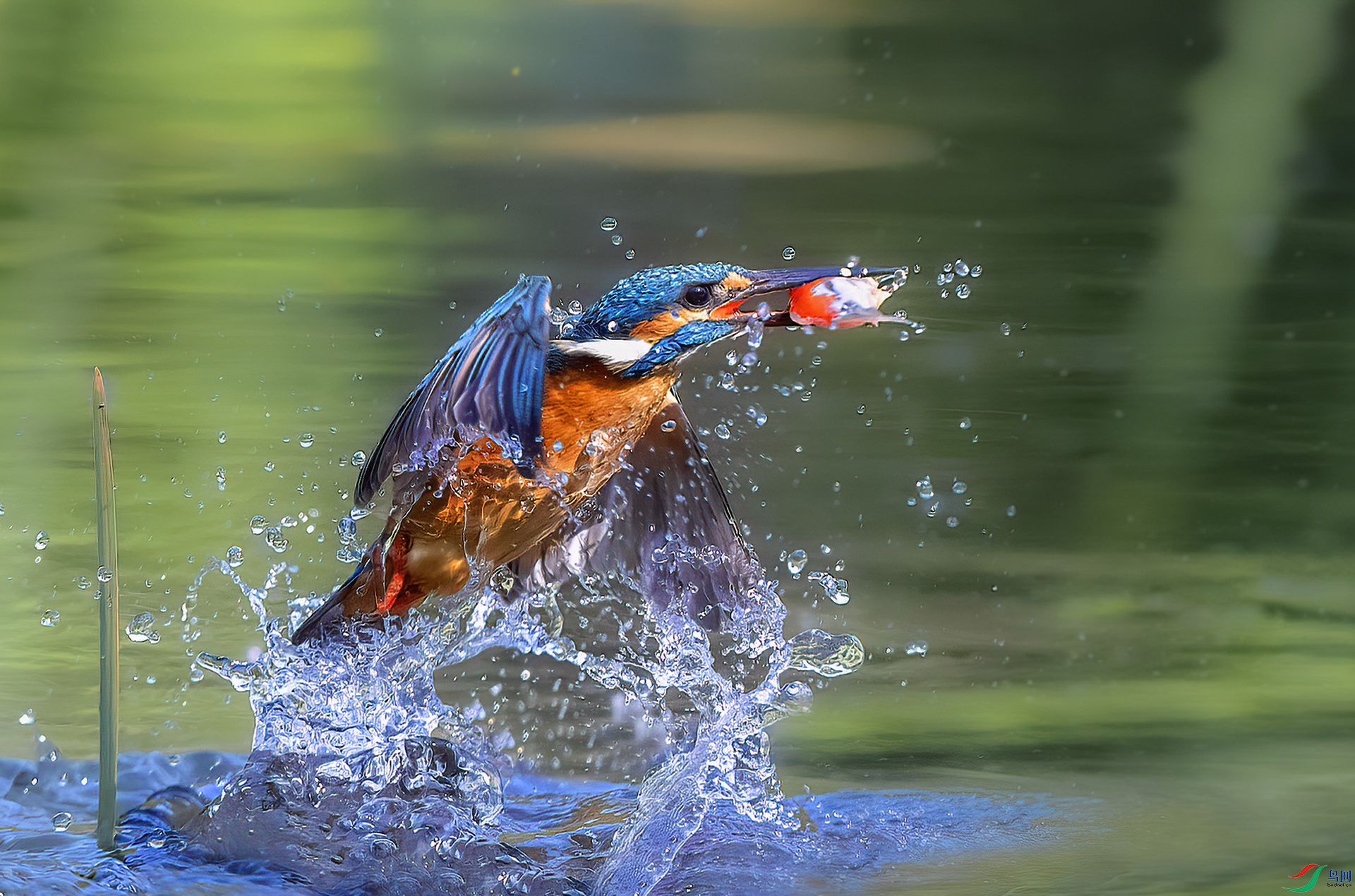 �����Ǽ�����DSC_3899 - �����ˮ.jpg