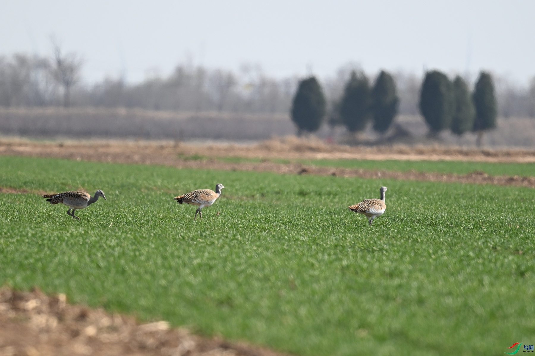 DSC_9720.JPG