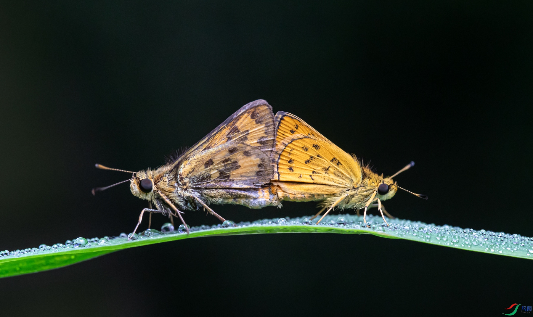 3C6A0556s.jpg
