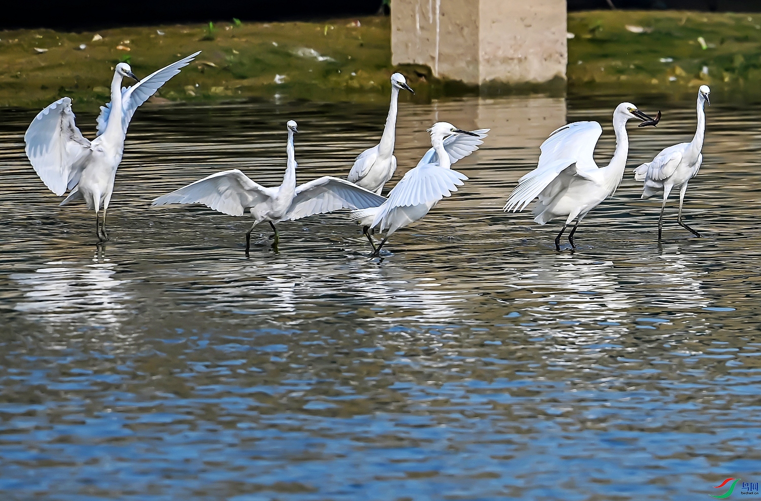 DSC_6034---_conew1.jpg