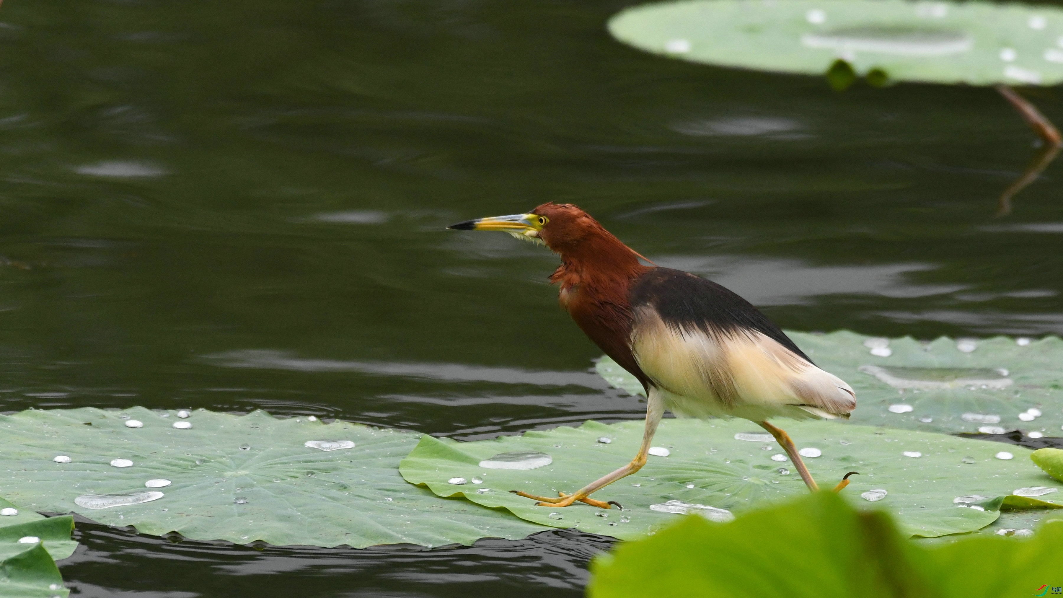 DSC_9008.JPG