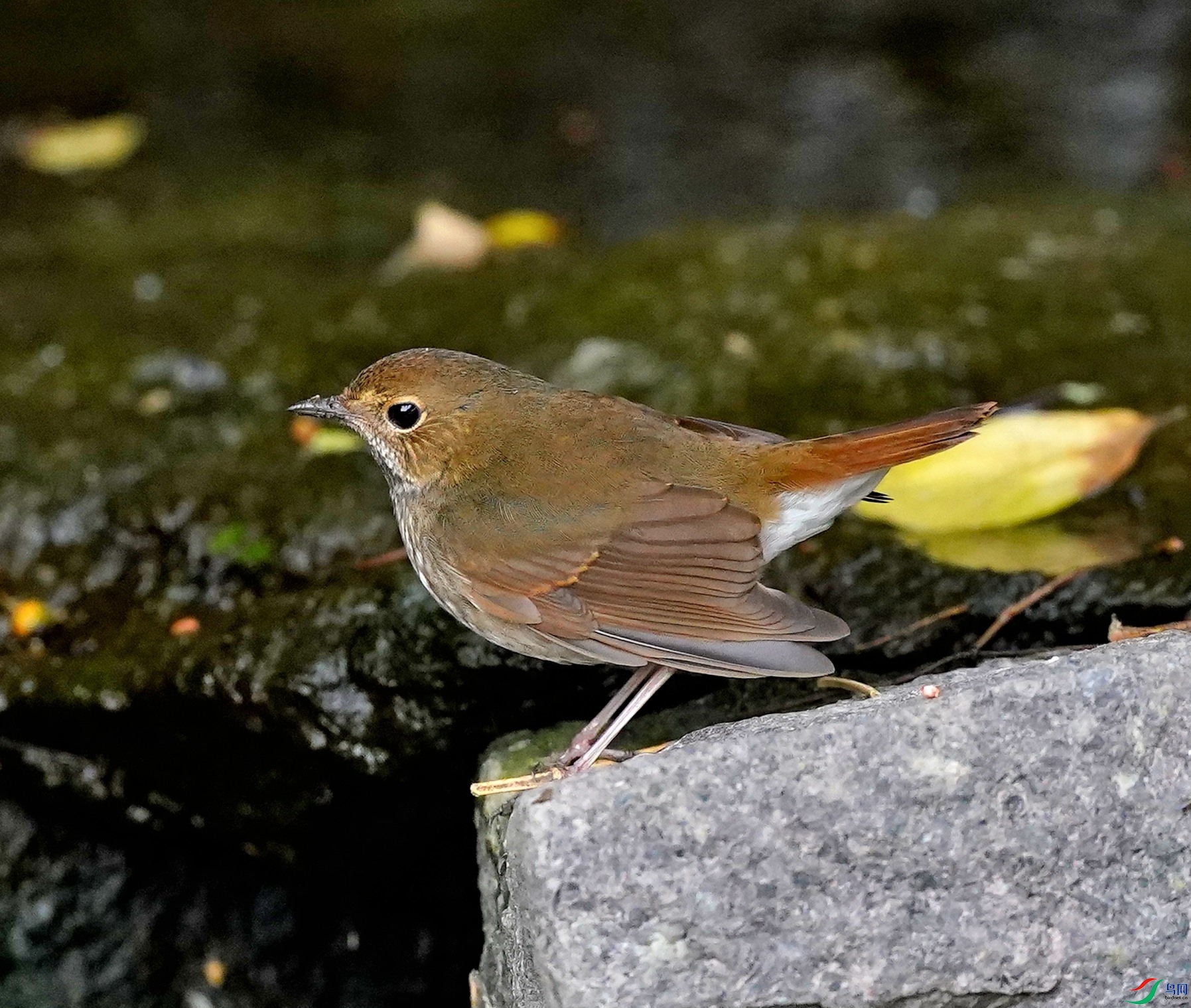 DSC00775-2022-10-14.JPG