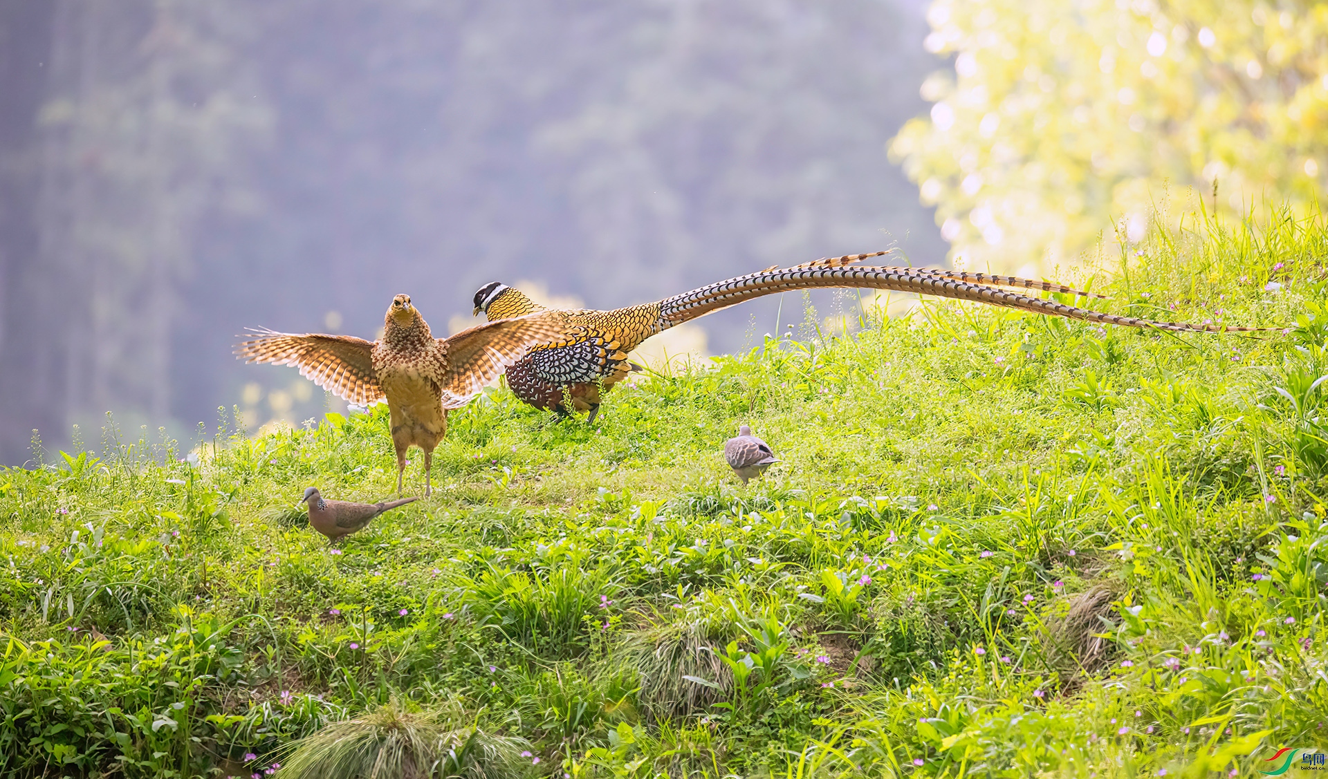 407A0455 ����-Sh---1 .jpg