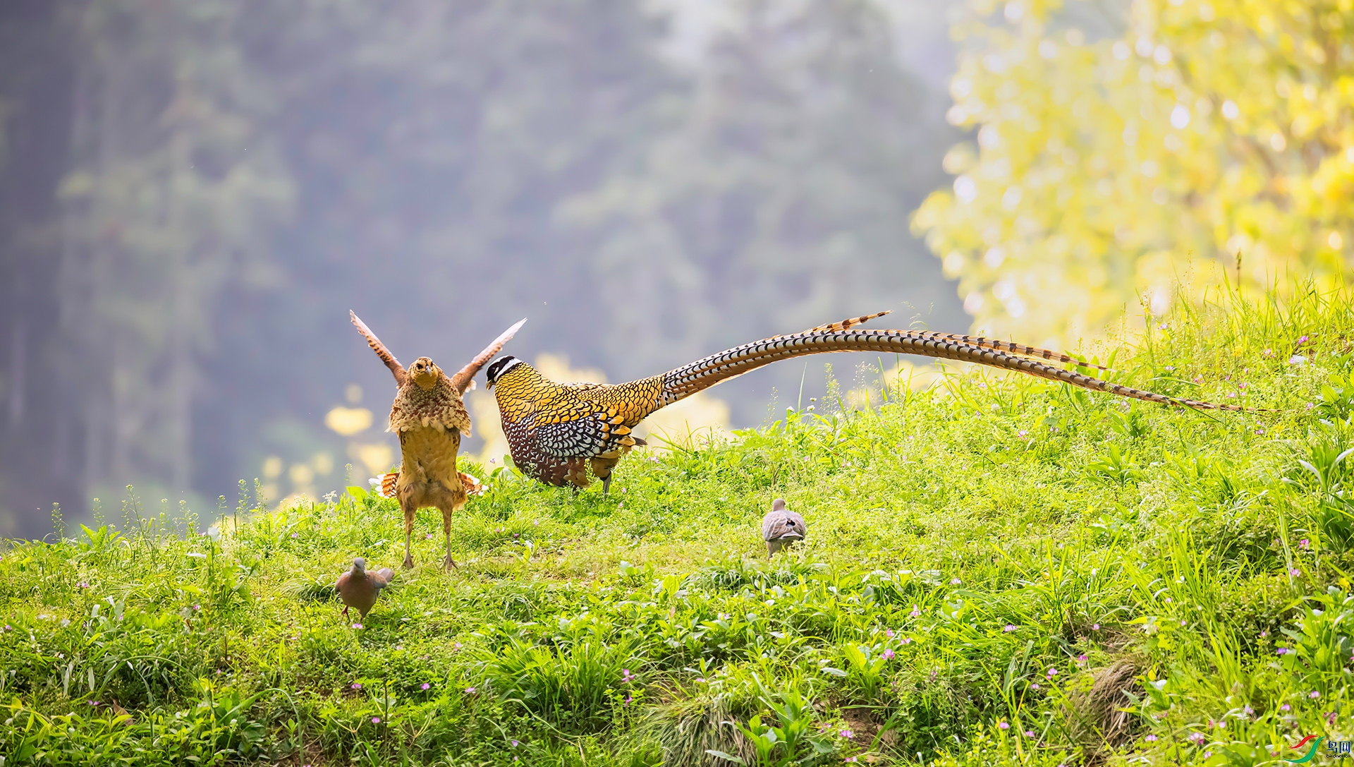 407A0458 ����-Sh---1 .jpg