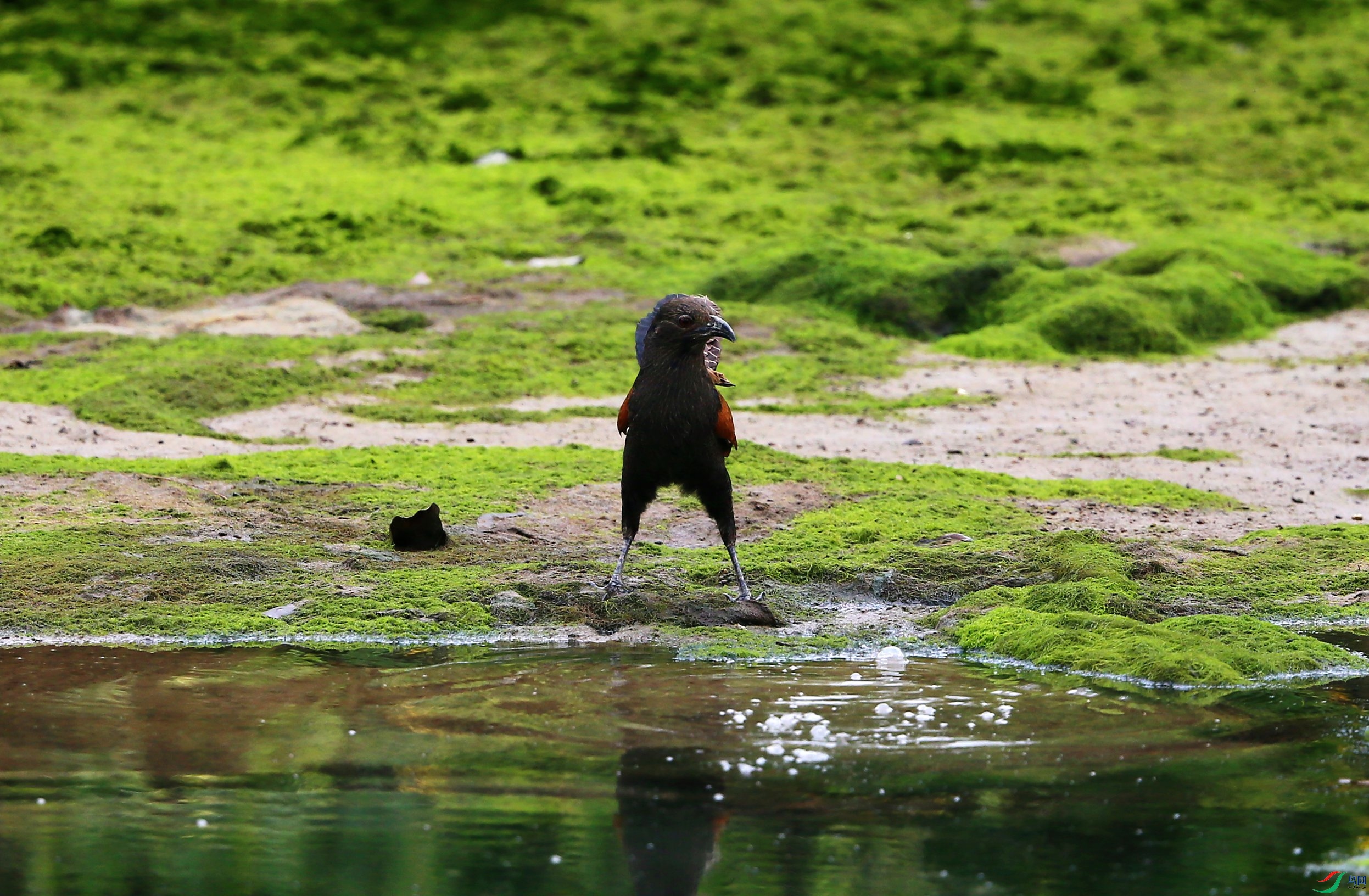 �ֳ�ѻ�� (18).JPG