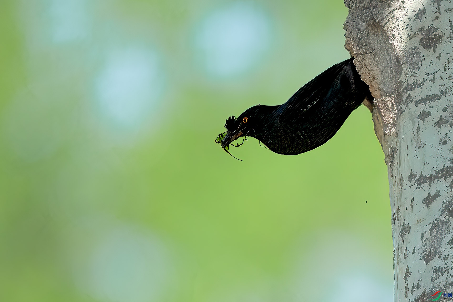 AQ4P9897-1.jpg