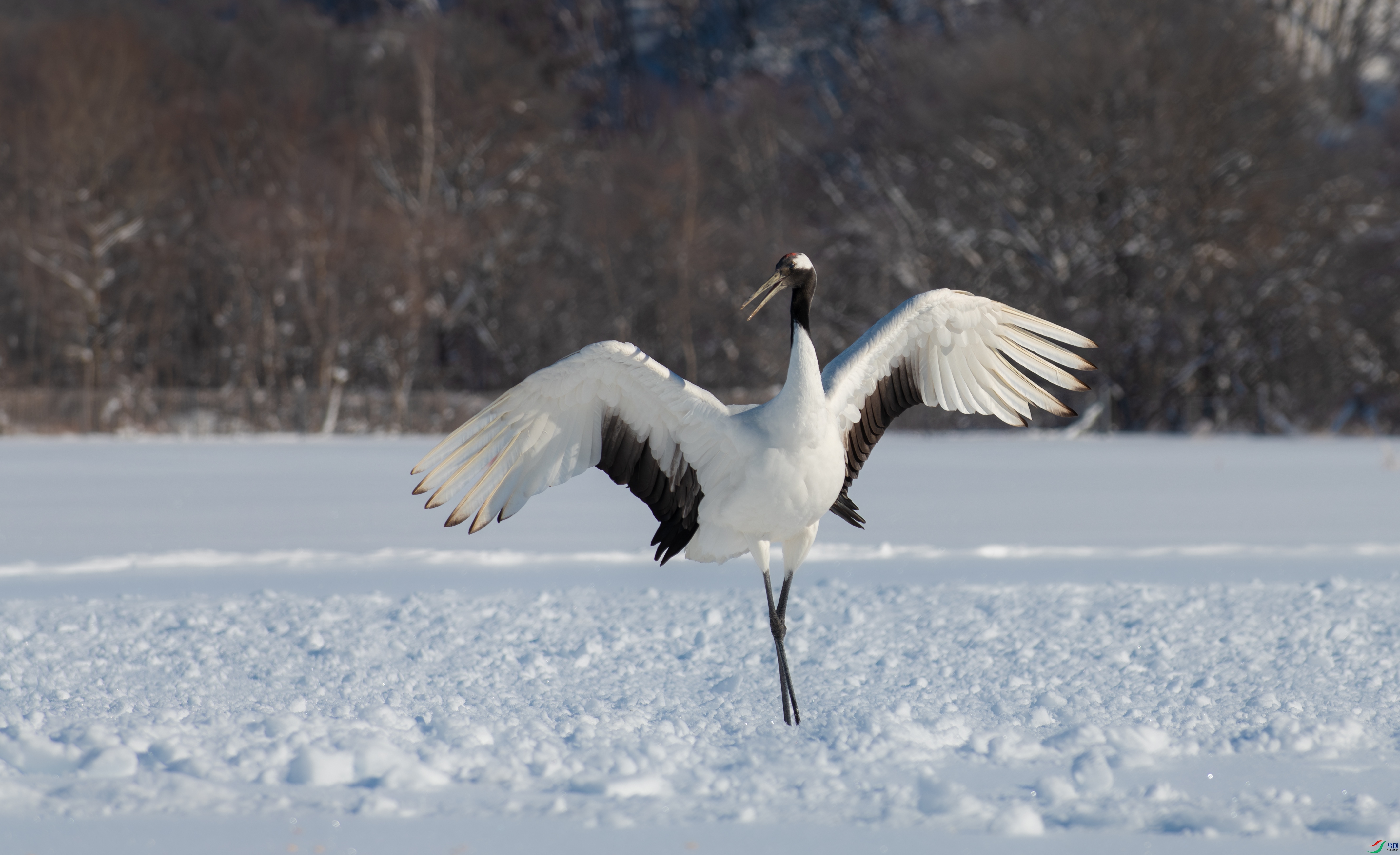 DSC_2966-����ǿ-NR-1.jpg