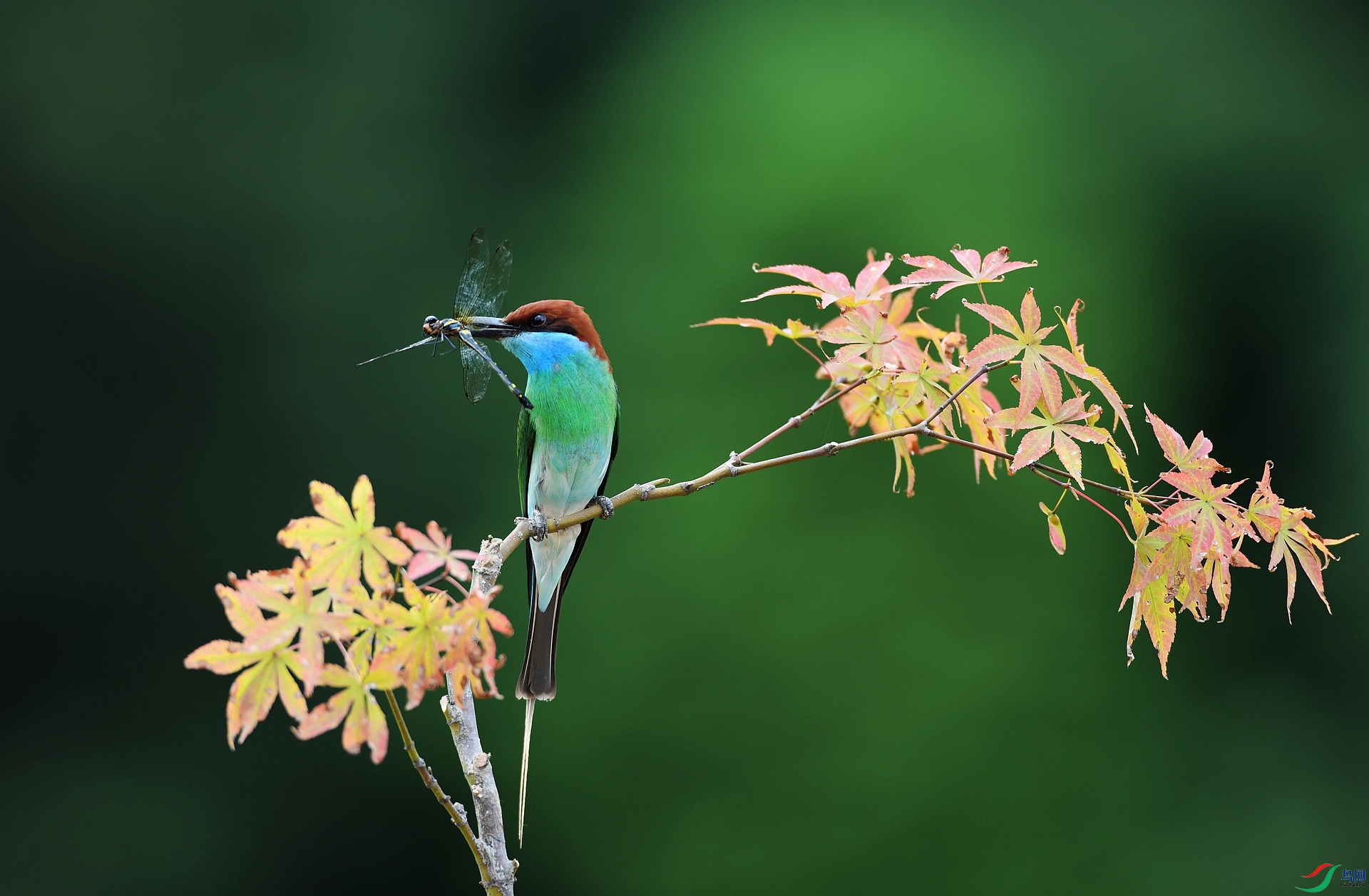 DSC_0952.jpg